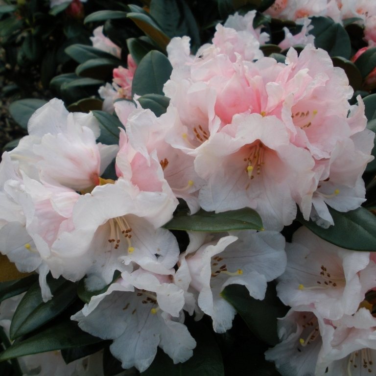rhododendron night sky Evening Sky Augustinii Rhododendron main image 0
