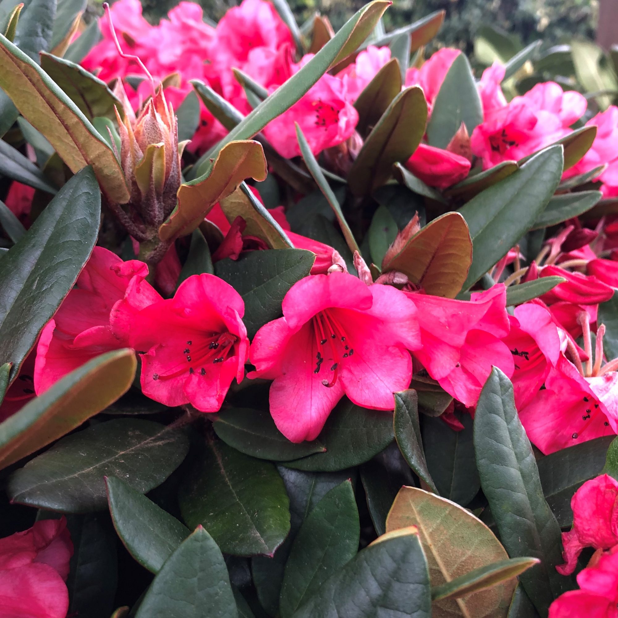 Winsome Rhododendron AGM Buy Winsome yakushimanum Rhododendrons