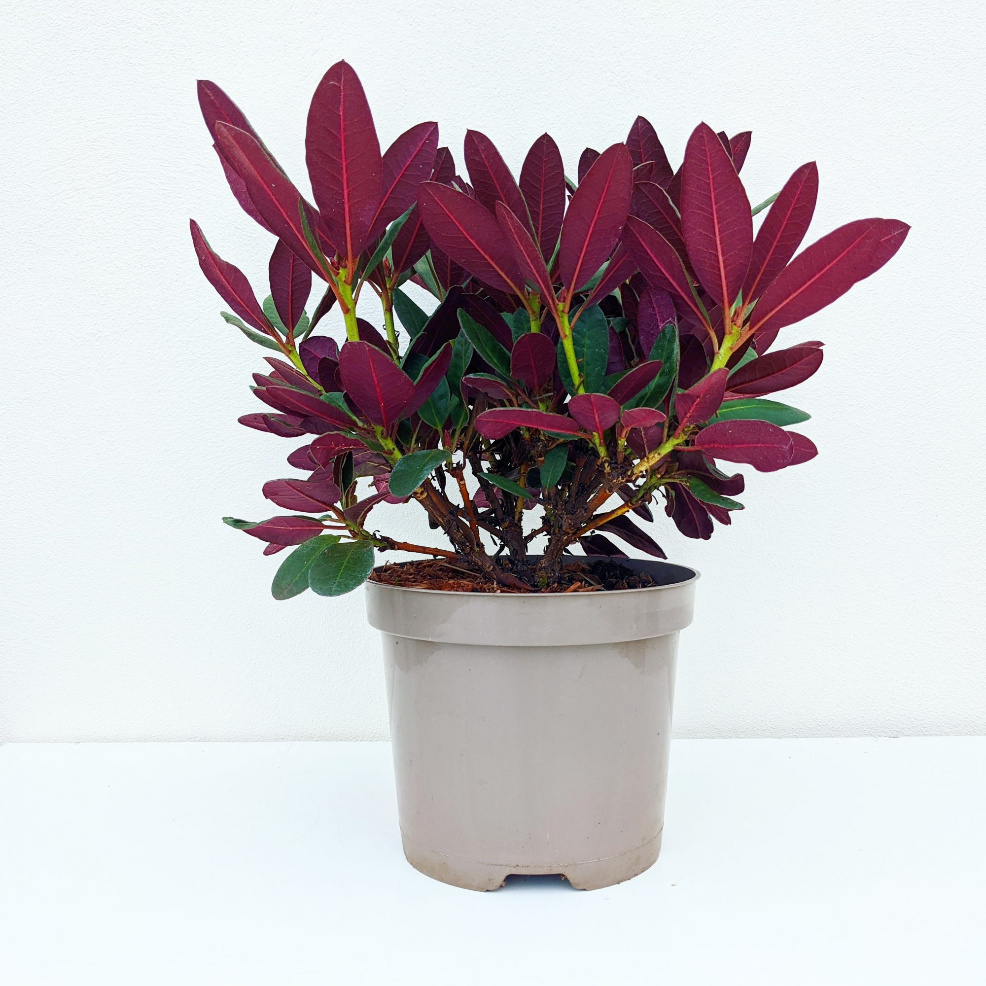 Rhododendron Wine and Roses Compact Rhododendrons Millais Nurseries