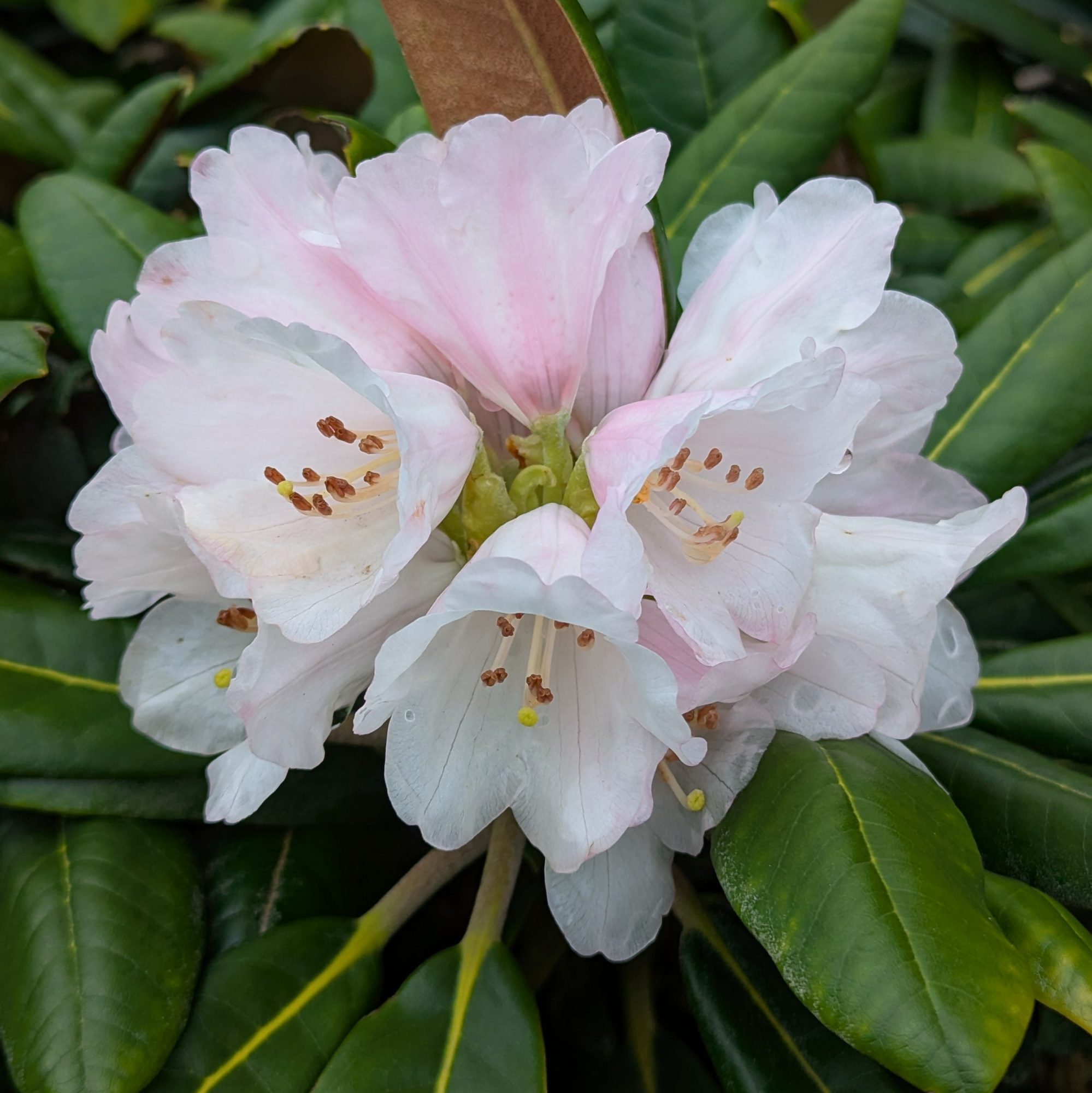 Rhododendron Rexima - Compact Rhododendrons - Millais Nurseries