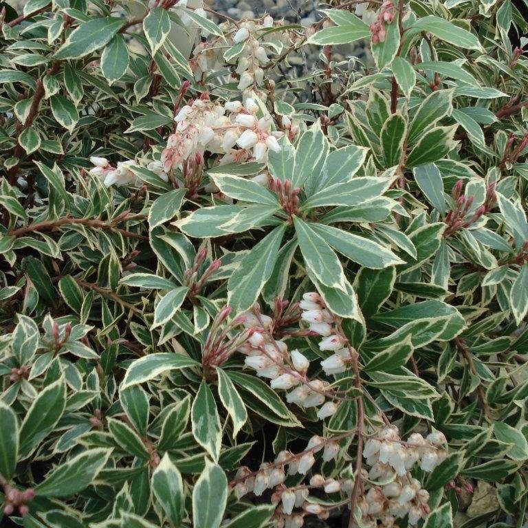 pieris japonica heath little