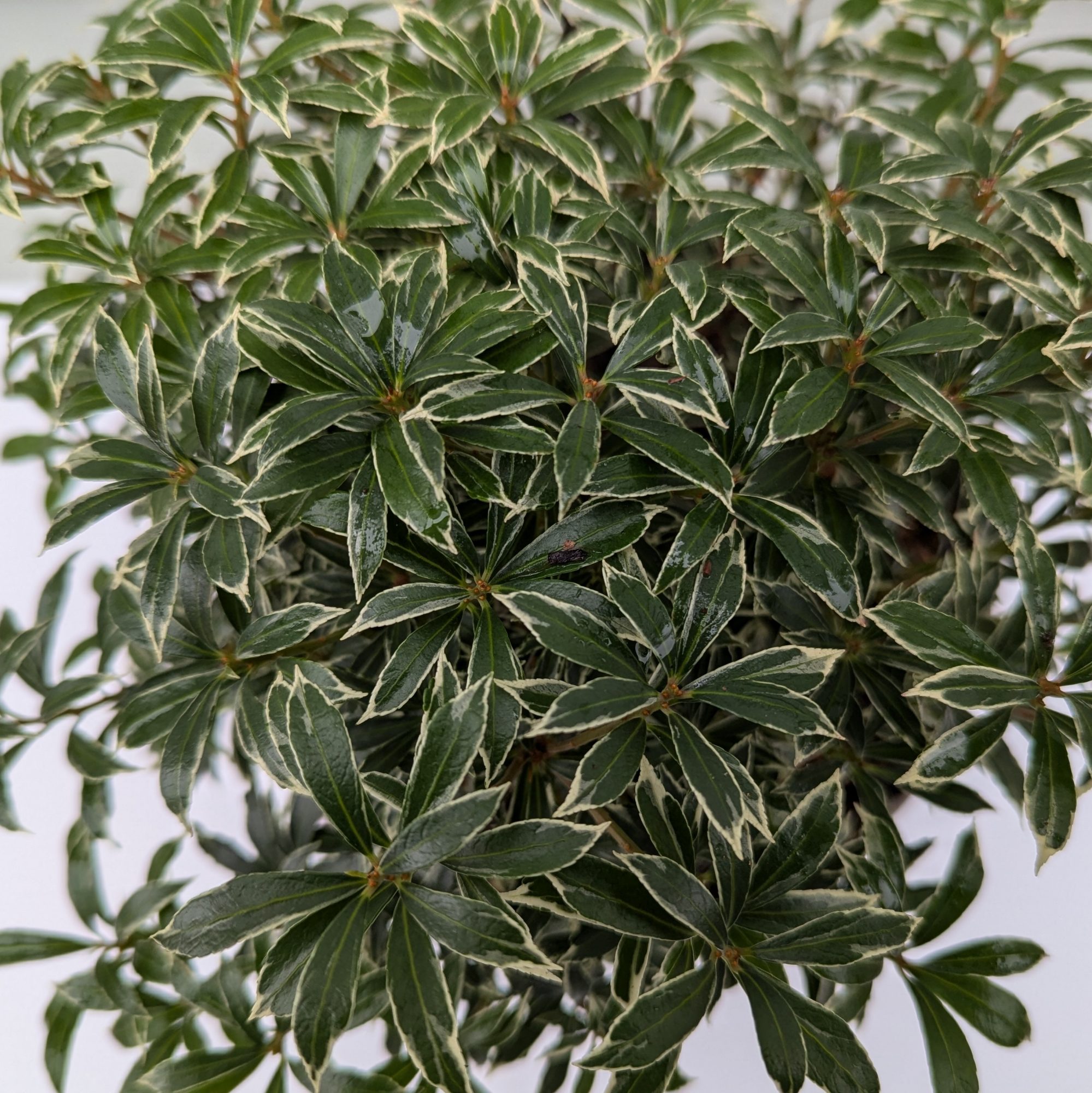 pieris japonica heath little