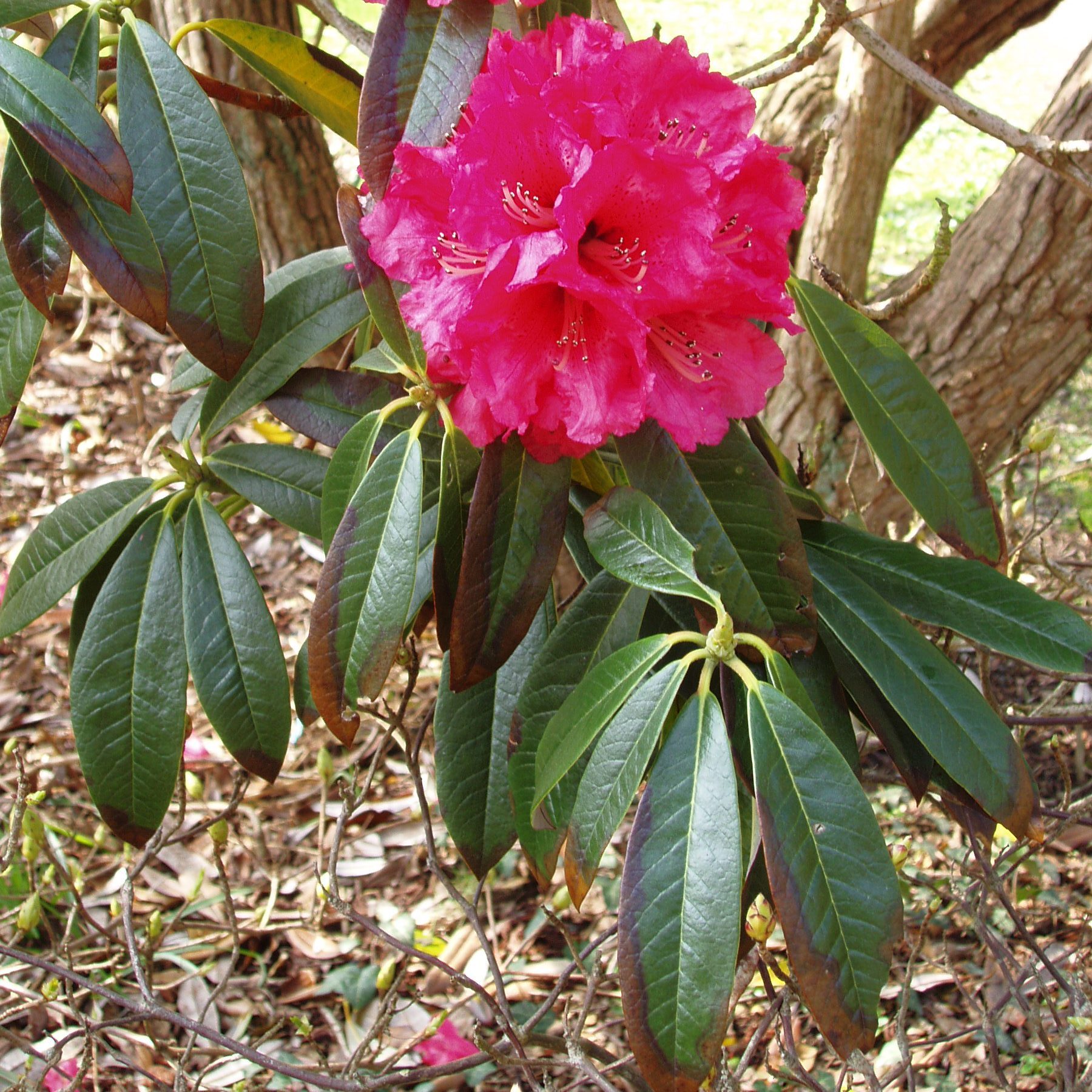 Rhododendron arboreum 'Stonefield Best' - Species Rhododendrons ...