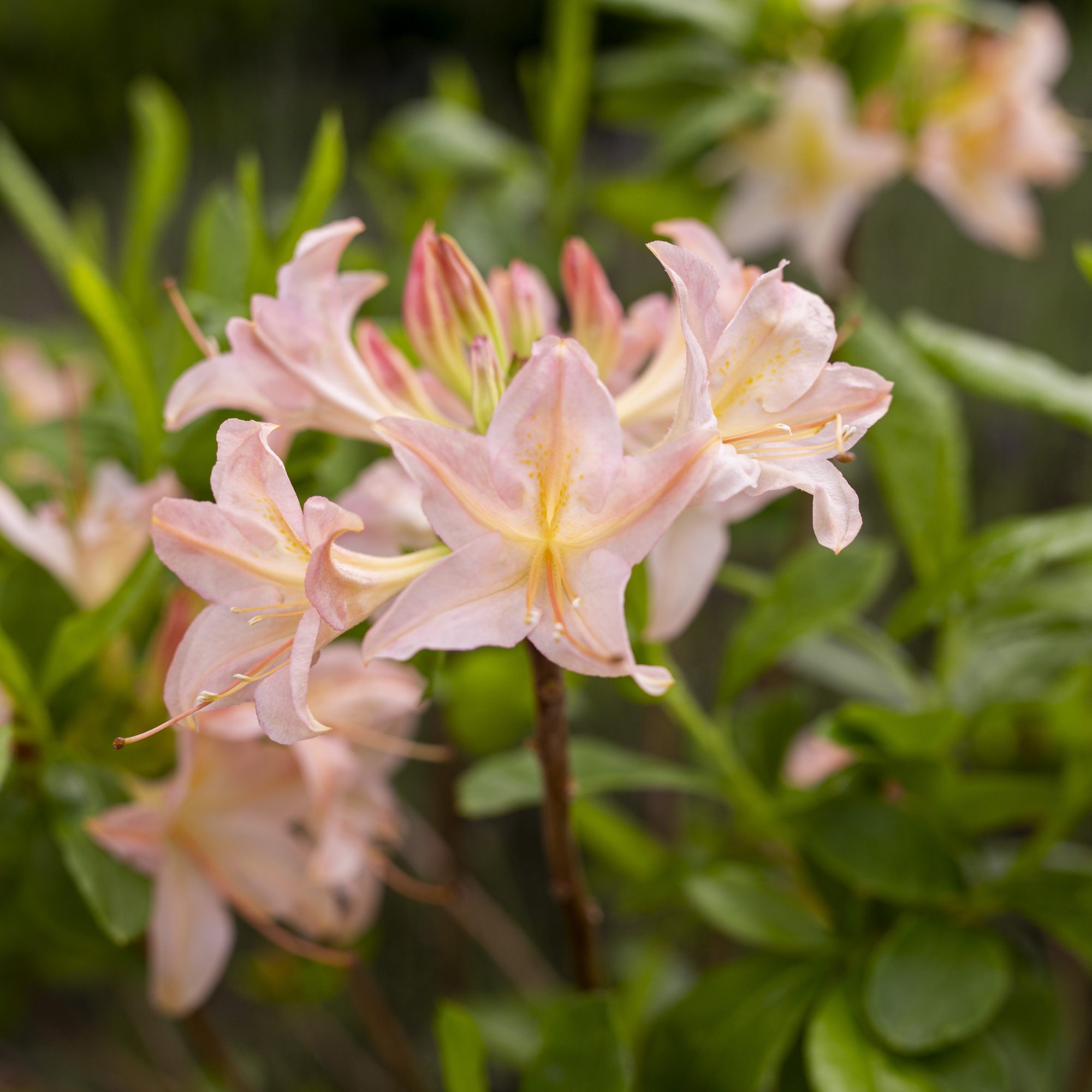 Deciduous azaleas deals