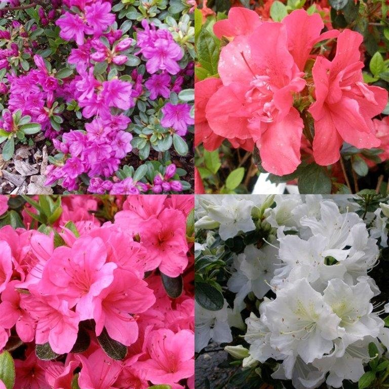 Evergreen Azalea Pallet Deal (30 x 3 litre plants Evergreen Azalea Pallet Deal (30 x 3 litre plants