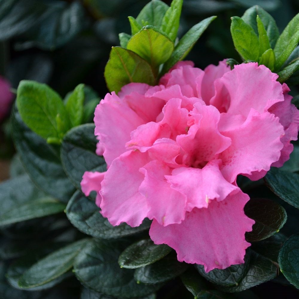 Evergreen Azalea Bloom Champion Pink Evergreen Azaleas Millais Nurseries
