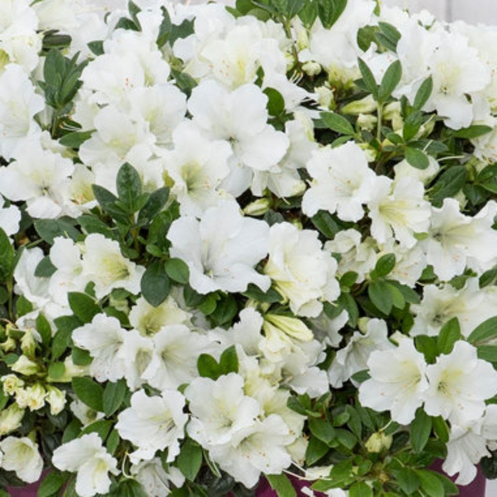 Evergreen Azalea Bloom Champion White Evergreen Azaleas Millais Nurseries