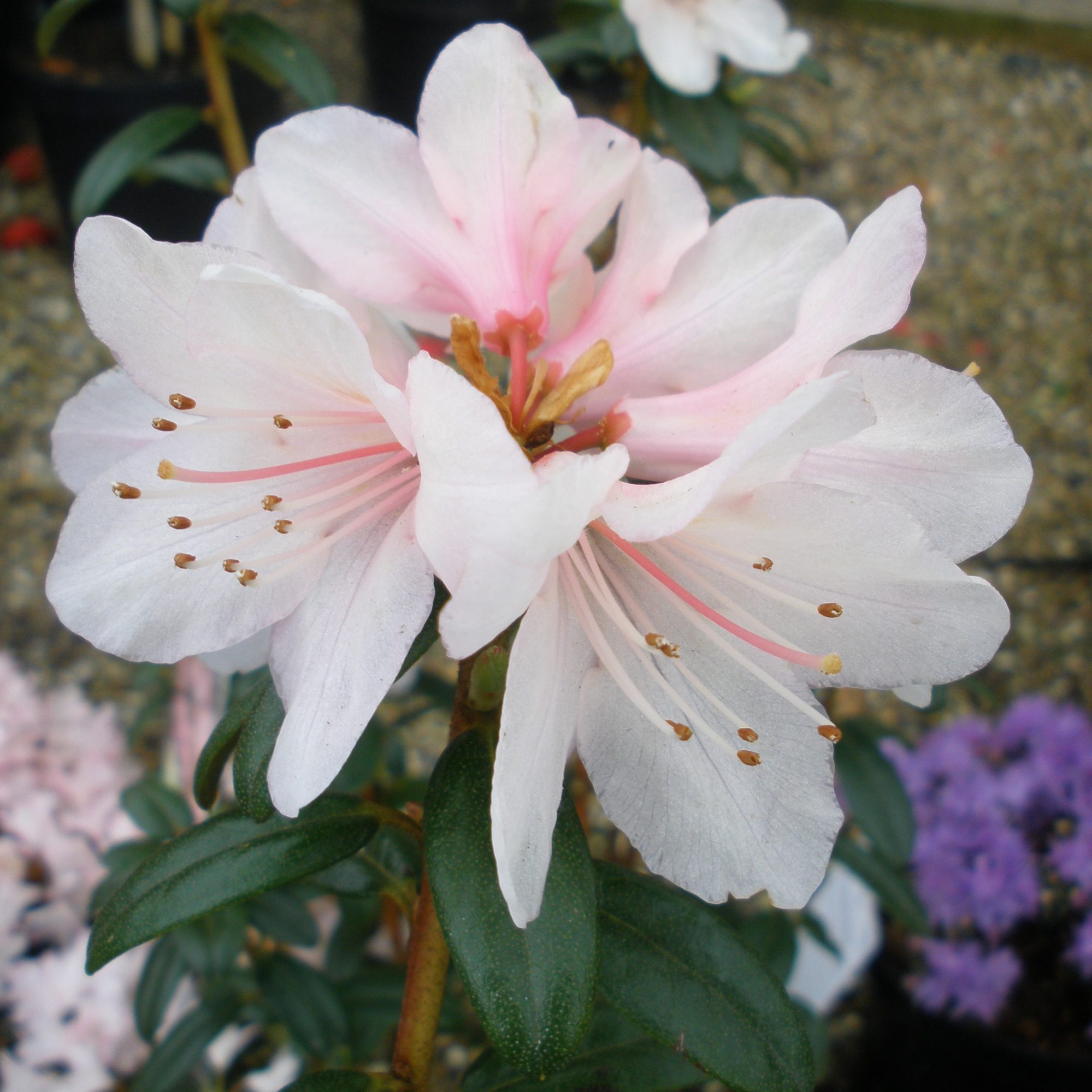 Rhododendron Strawberry Cream - Small Leaved Rhododendrons - Millais ...