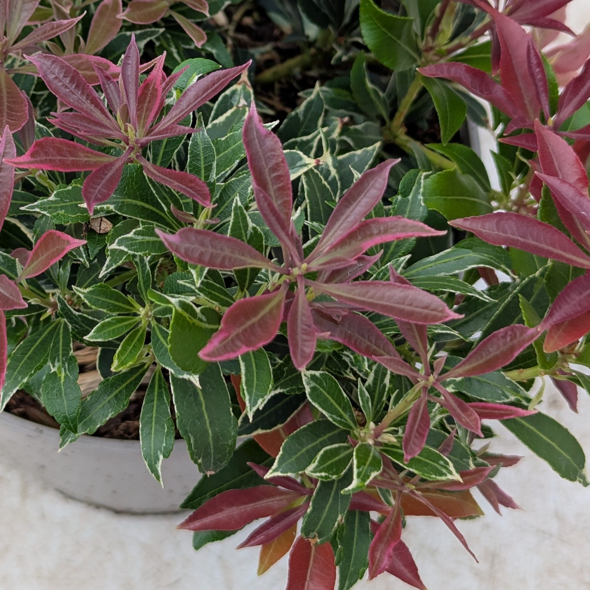 Pieris Carnaval AGM - Companion Plants - Millais Nurseries