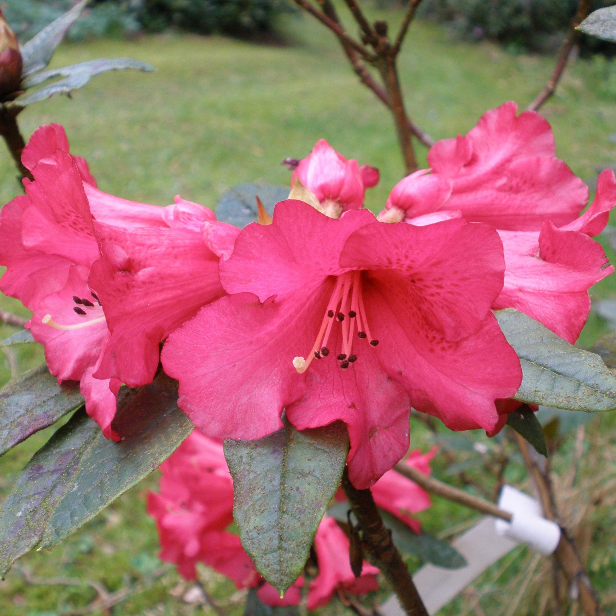 Top 100+ Images show me a picture of a rhododendron Excellent
