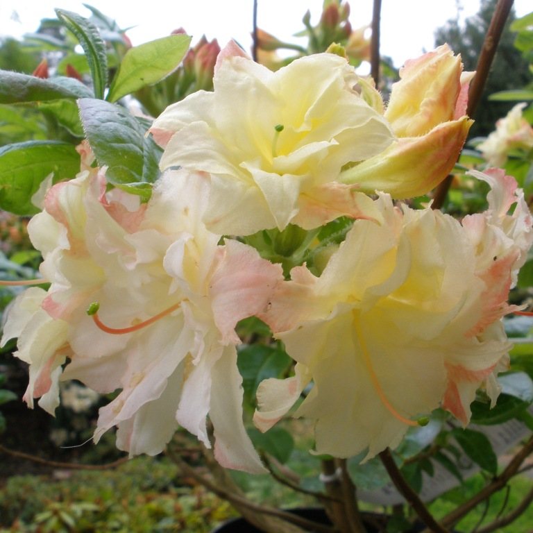Cannon's Double Deciduous Azalea - Buy Rhododendron Cannon's Double -  Millais Nurseries