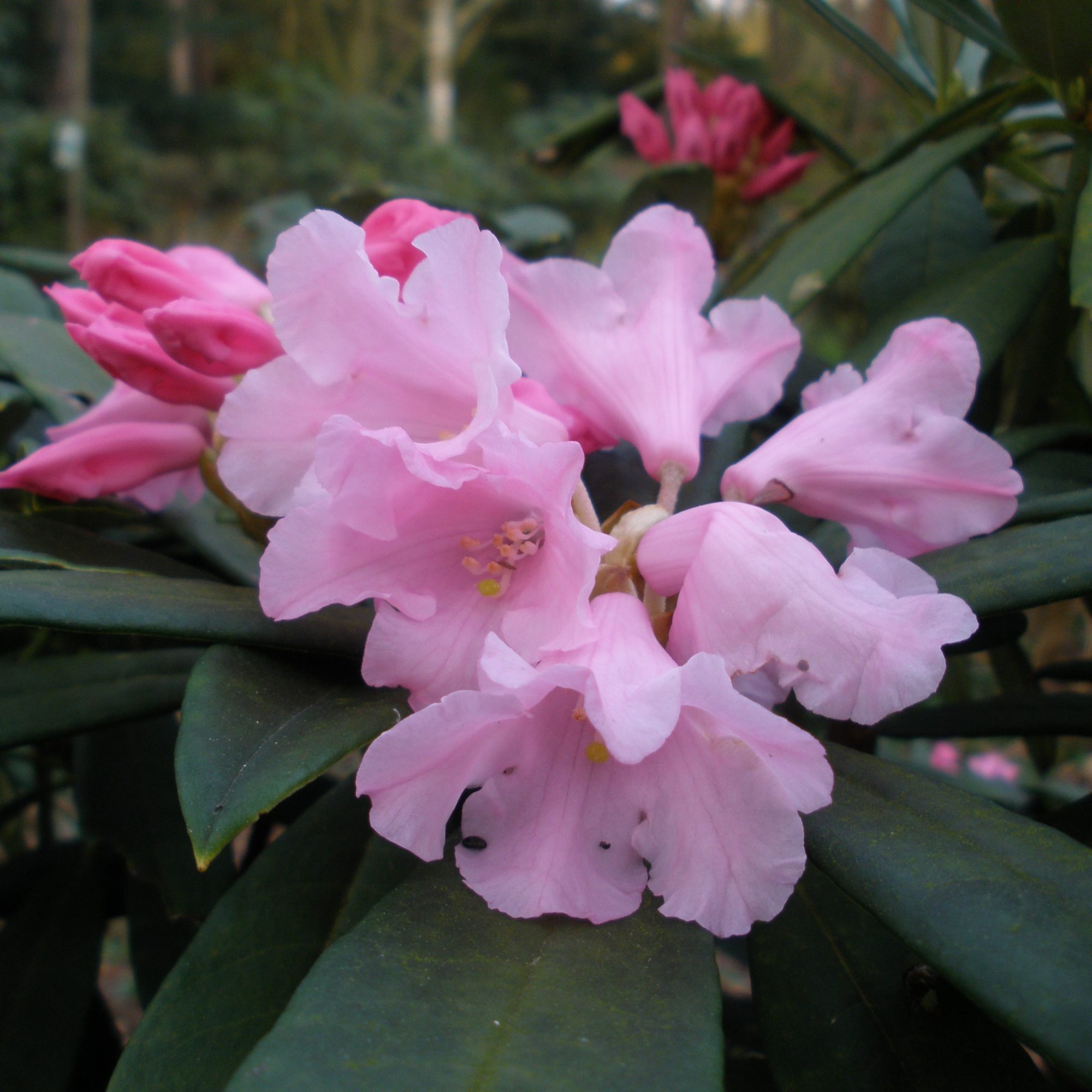 Rhododendron pingianum EGM304 - Species Rhododendrons - Millais Nurseries