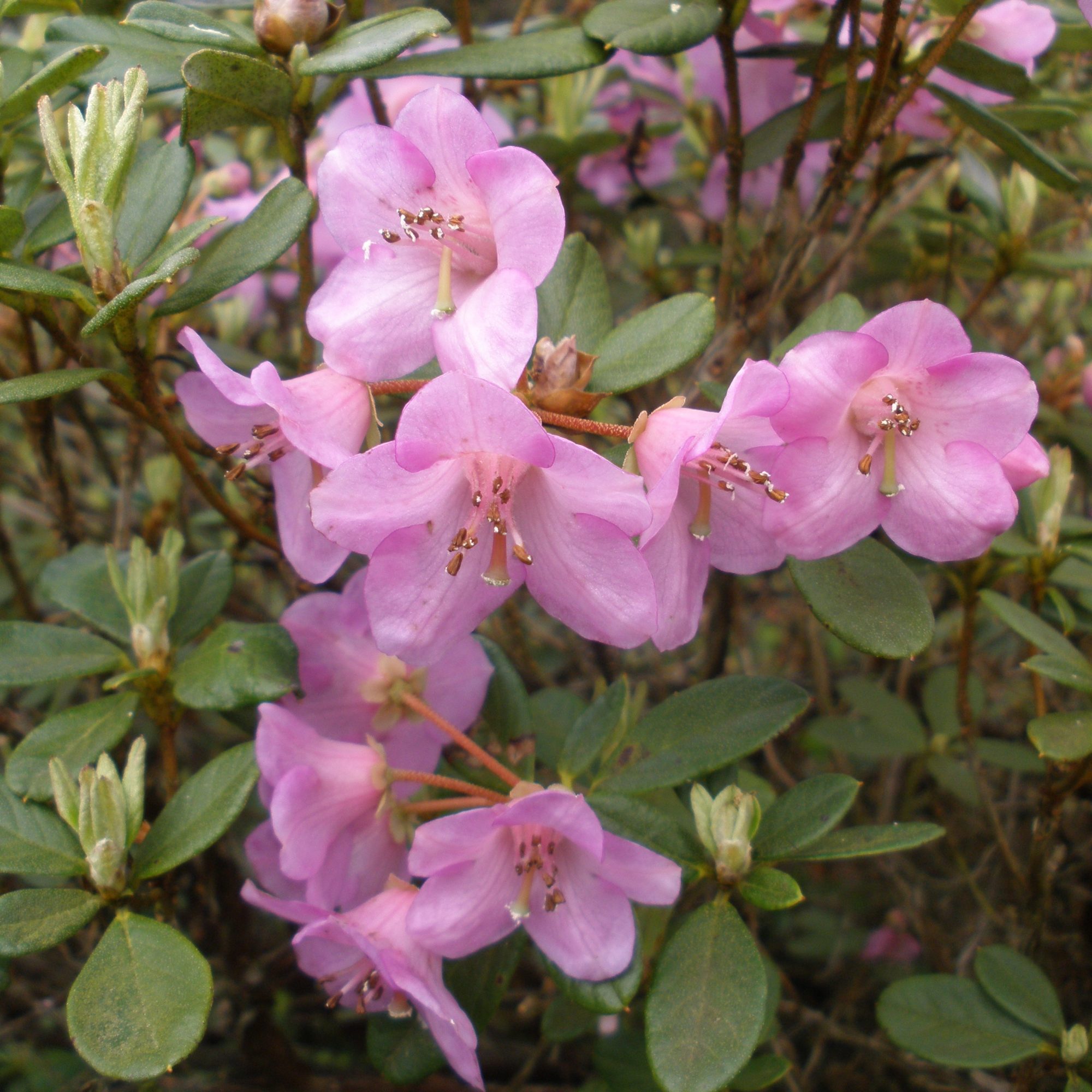 Dwarf Rhododendron charitopes Ssp. tsangpoense Dwarf Rhododendrons