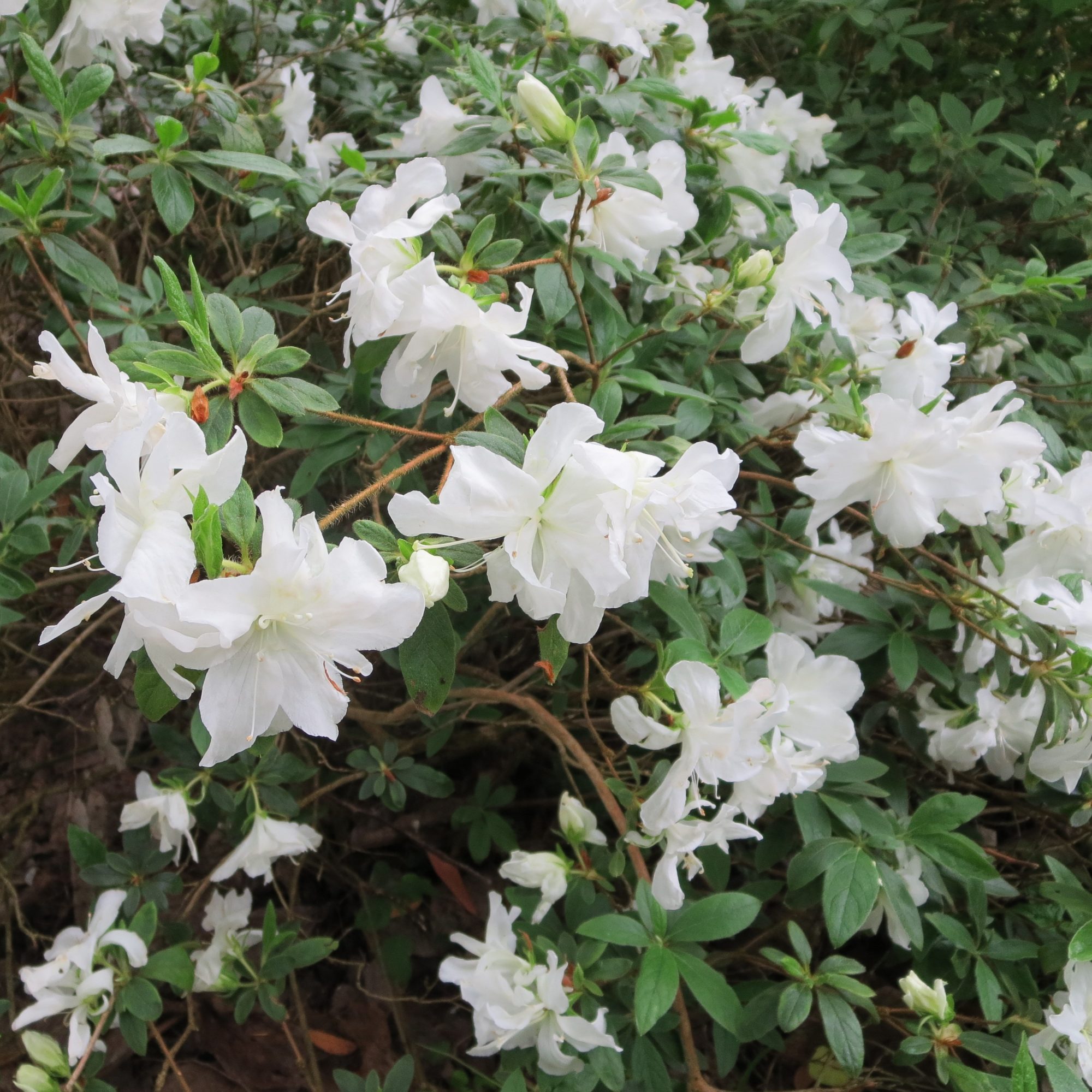 Evergreen Azalea Truus Evergreen Azaleas Millais Nurseries