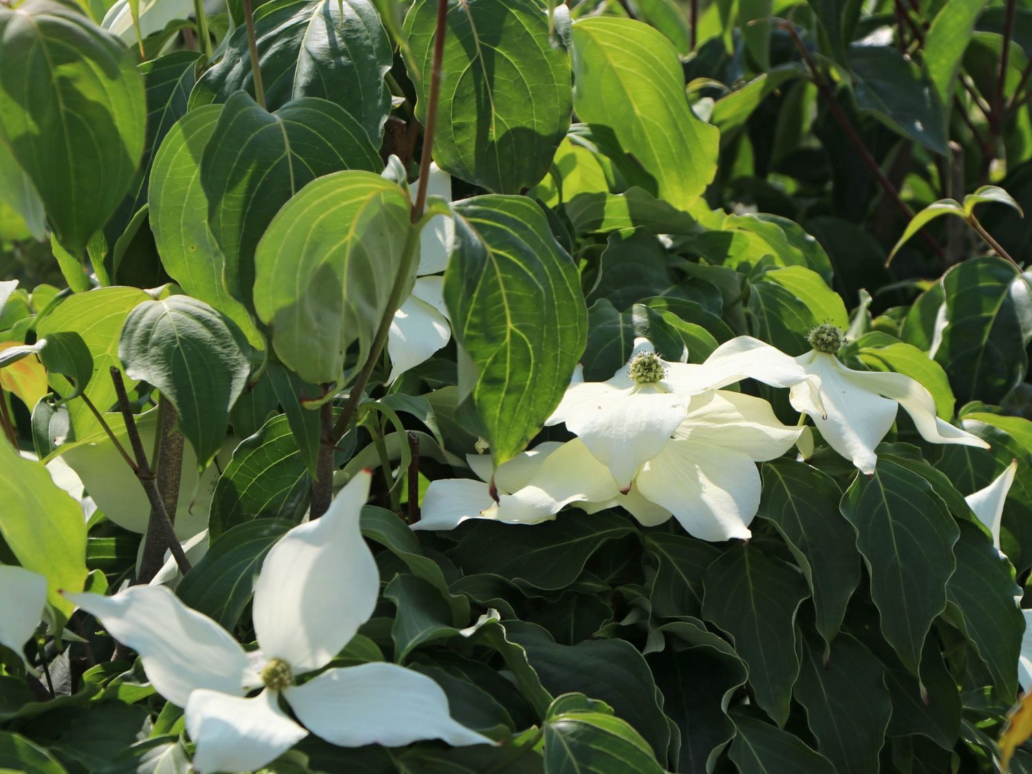 Cornus kousa Galilean - Other Choice Plants - Millais Nurseries