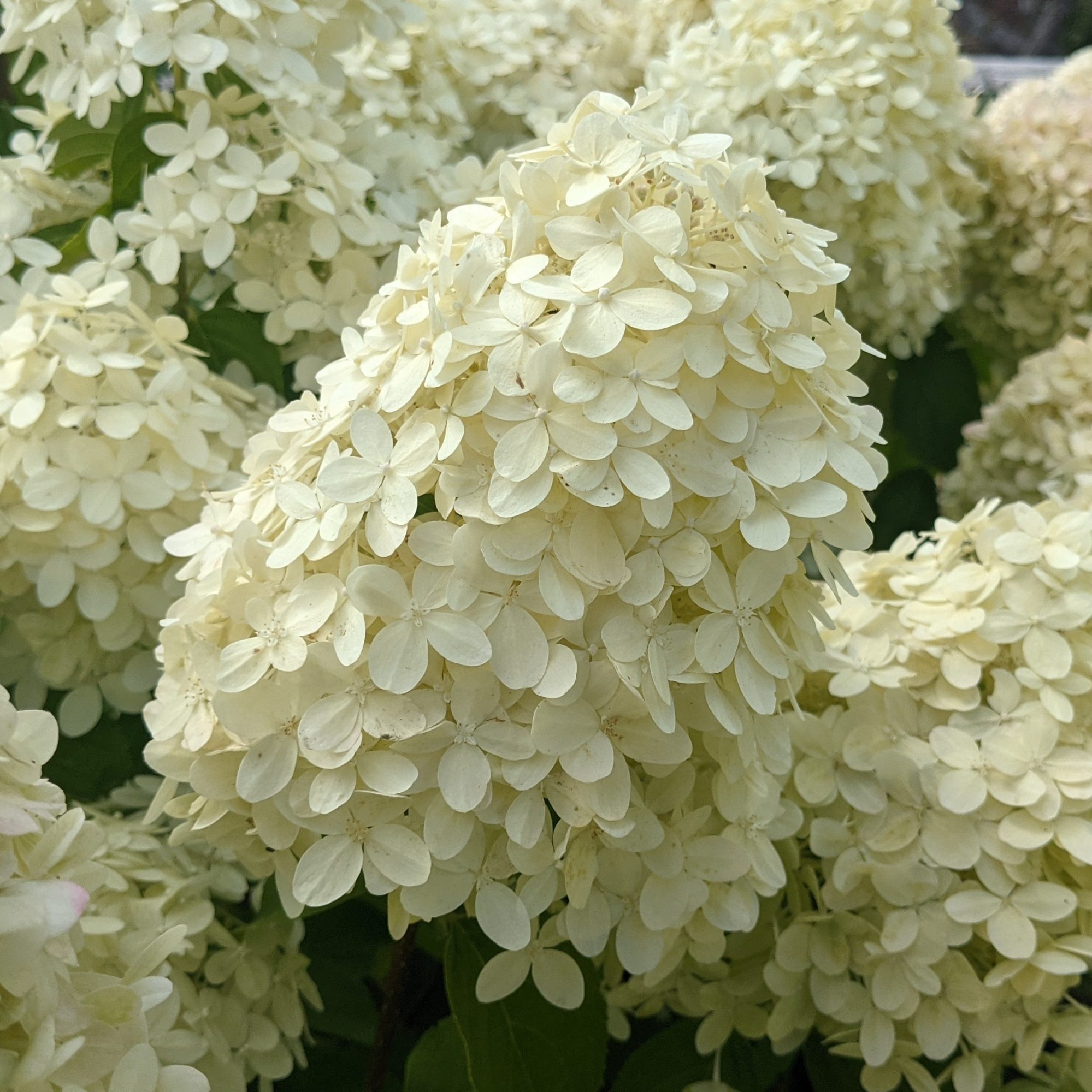 Hydrangea paniculata Limelight AGM Choice Plants Millais Nurseries