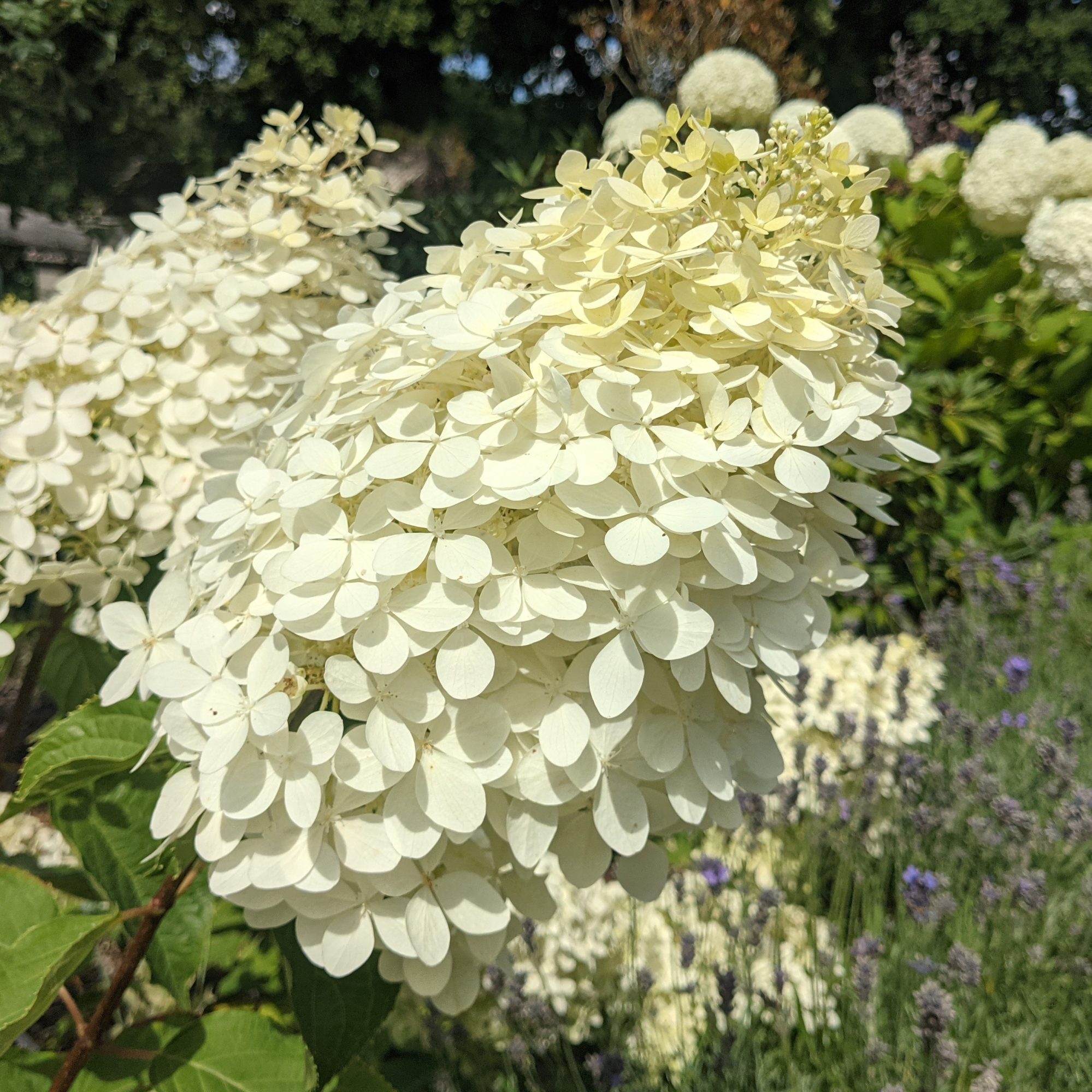Hydrangea paniculata Phantom AGM Choice Plants Millais Nurseries