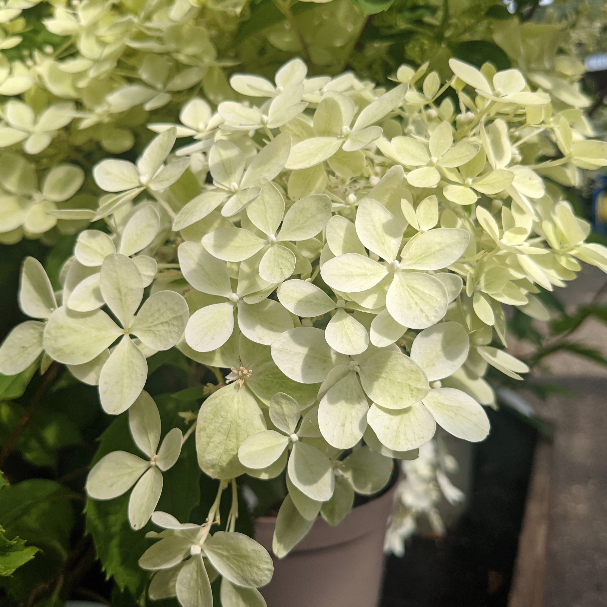 Image of Paniculata silver dollar flower close up