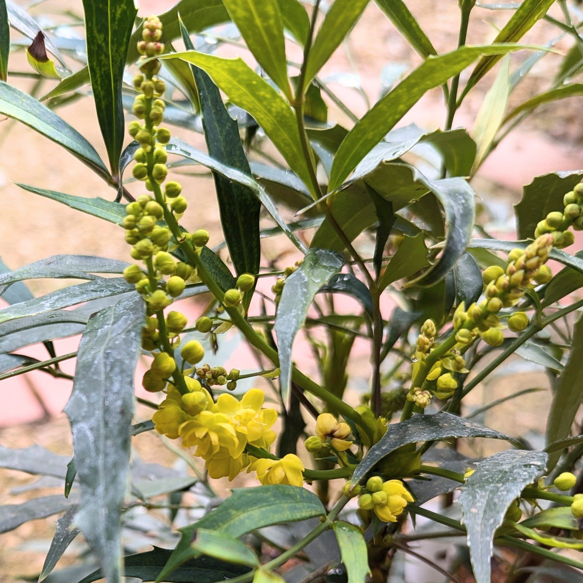 Mahonia Eurybracteata Sweet Winter Choice Plants Millais Nurseries