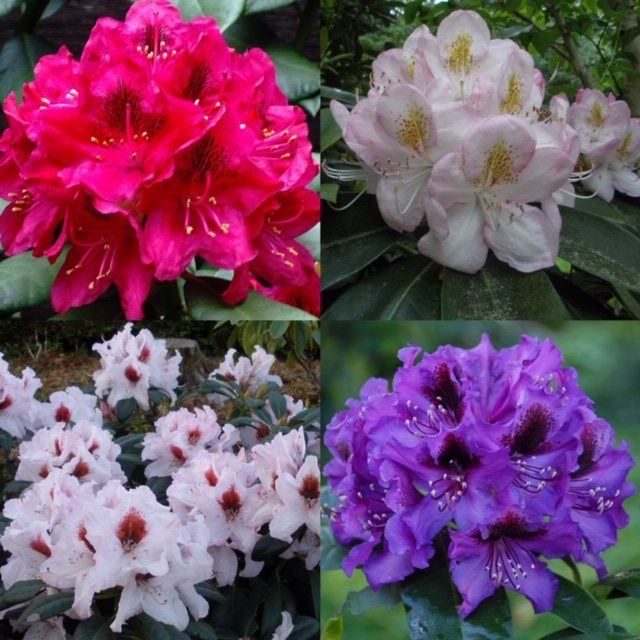 Hybrid Rhododendron Collection (4 x 5 litre plants) - Tall Hybrid ...