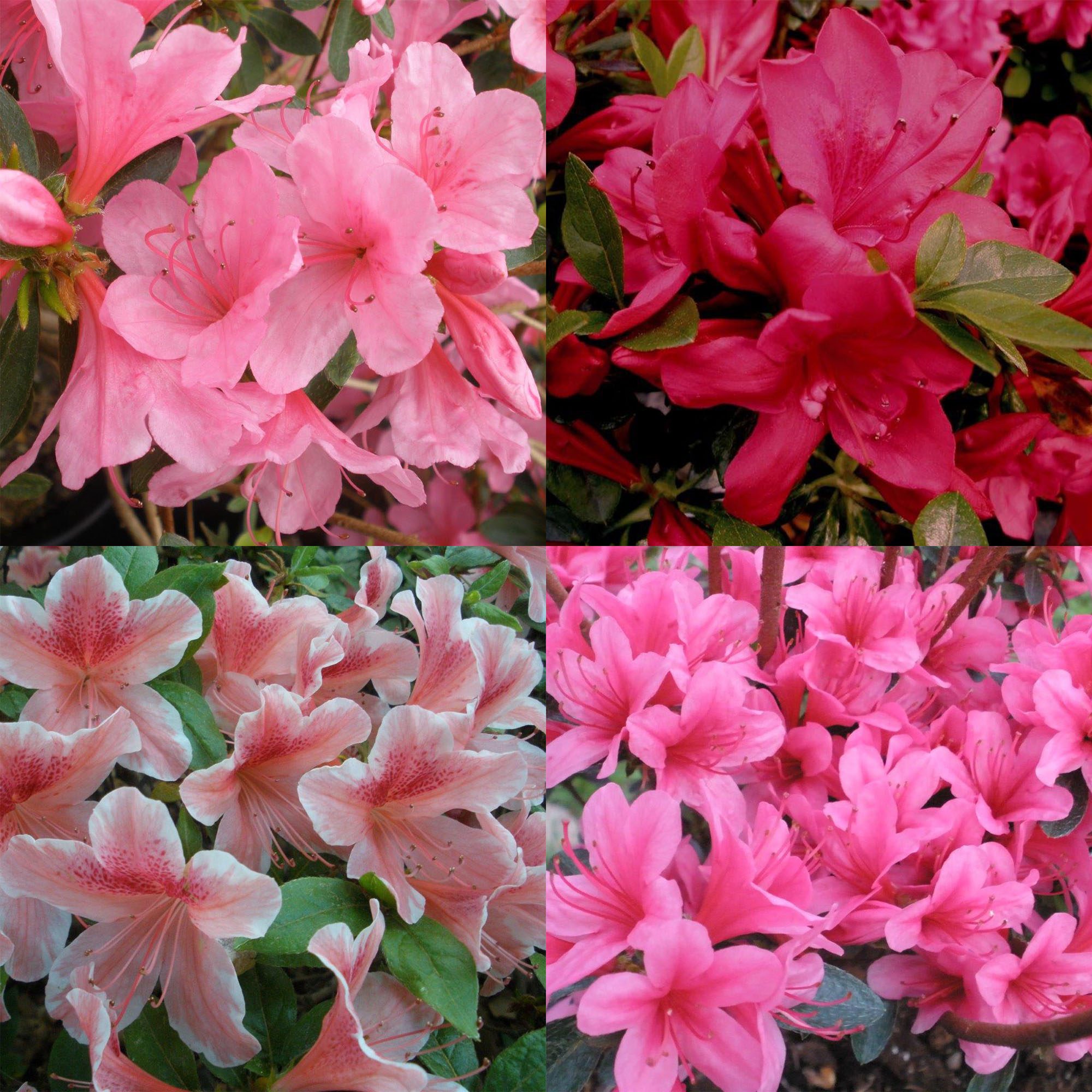 Amazing Evergreen Azalea PALLET DEAL (21 x 7.5 litre Amazing Evergreen Azalea PALLET DEAL (21 x 7.5 litre