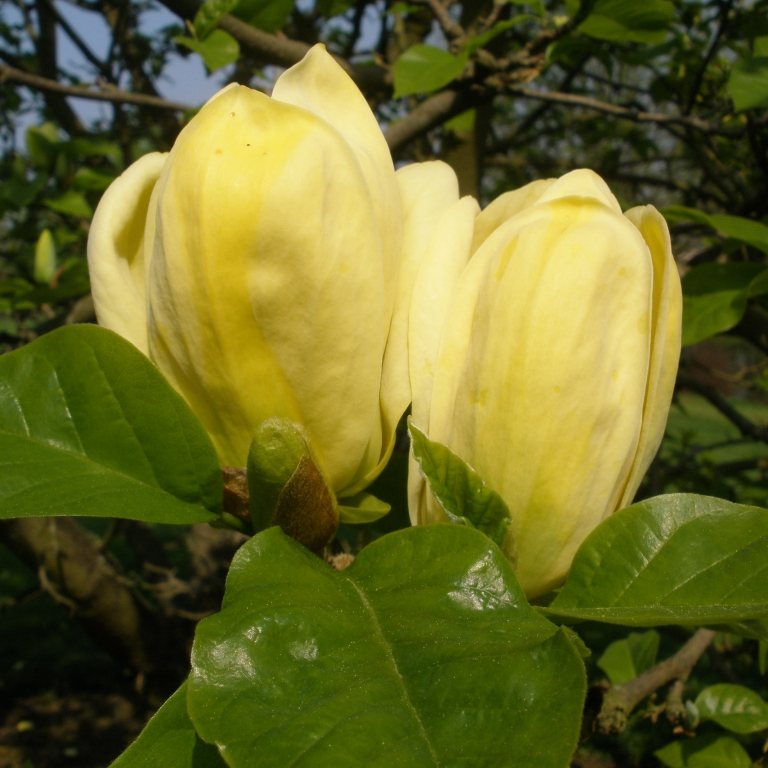 Magnolia Yellow Bird Buy Yellow Bird Magnolias online Millais Nurseries
