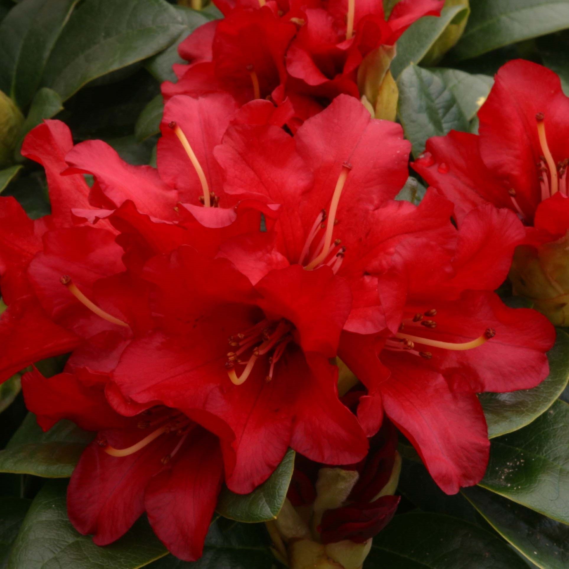 9cm Pot Dwarf Rhododendron Bengal Dark Red Flowers Garden Shrub Plant 9cm Pot Dwarf Rhododendron Bengal Dark Red Flowers Garden Shrub Plant