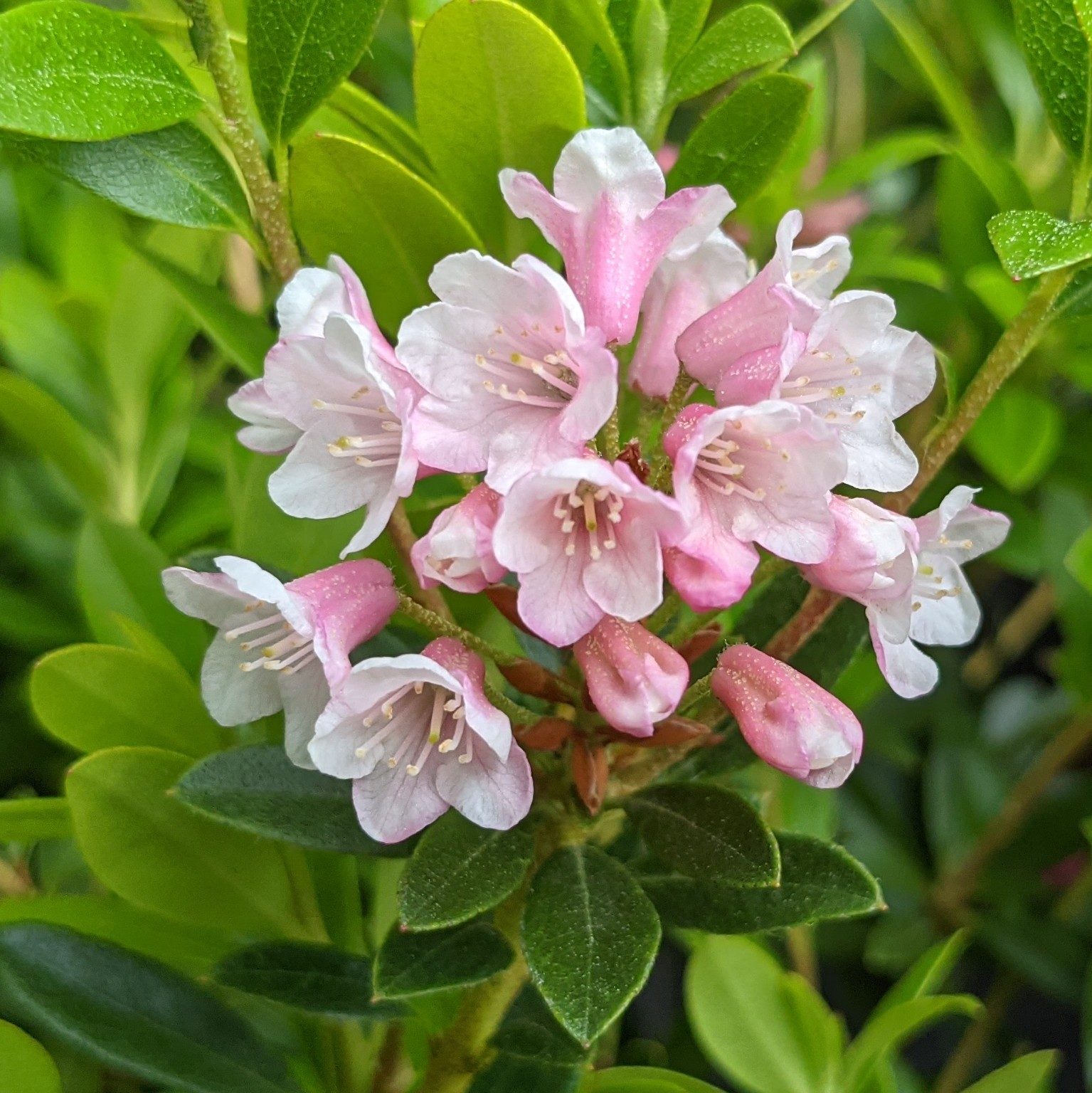 Rhododendron Bloombux INKARHO Millais Nurseries