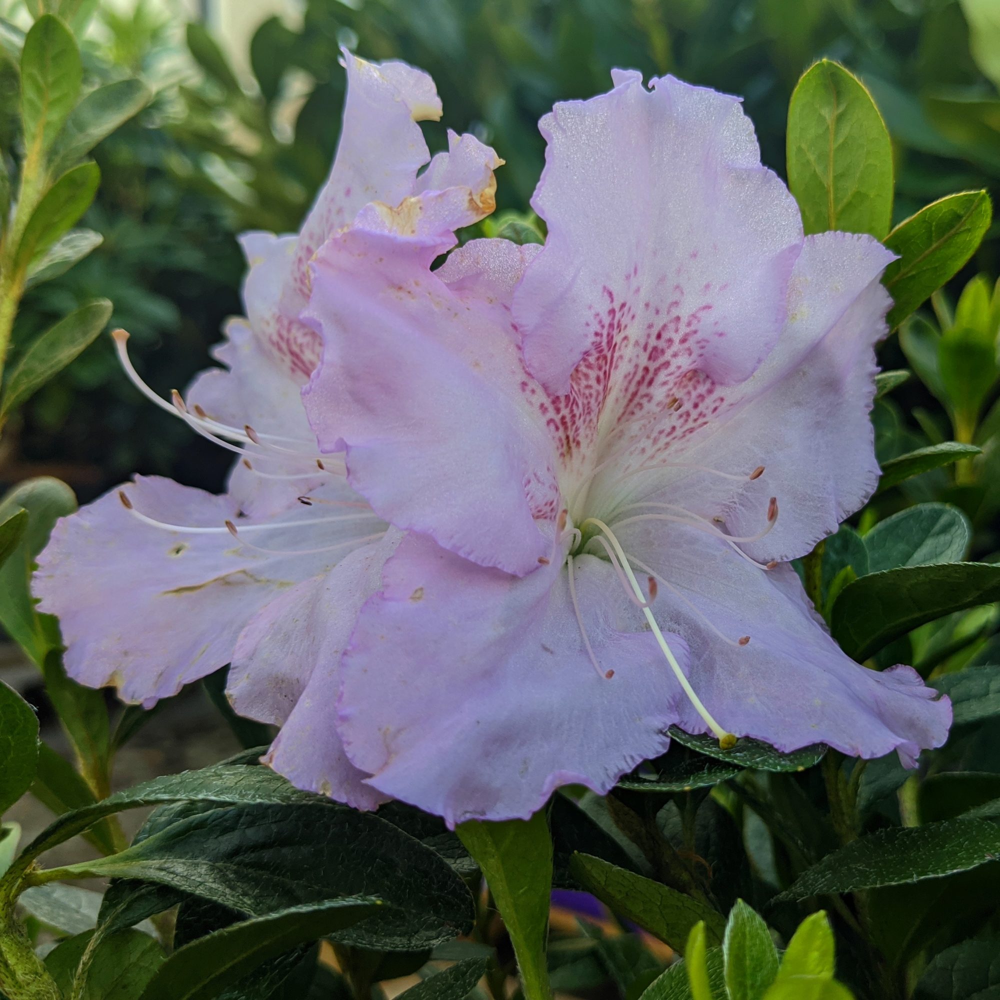 Encore Azalea Lila Evergreen Azaleas Millais Nurseries