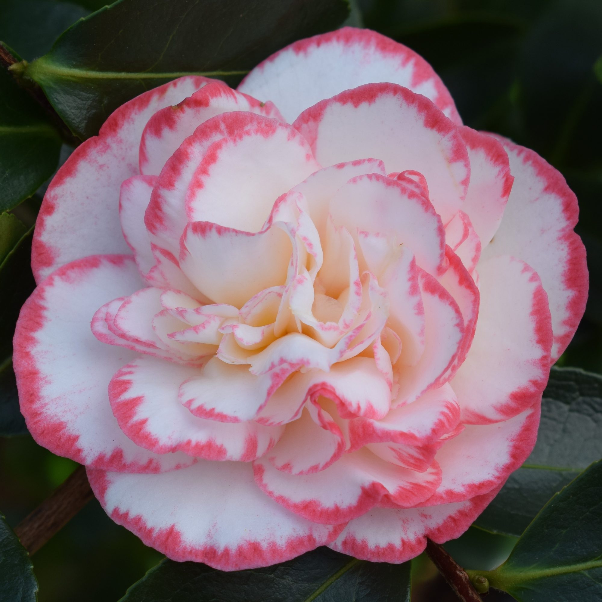 Camellia japonica 'Margaret Davies' AGM - Camellias - Millais Nurseries