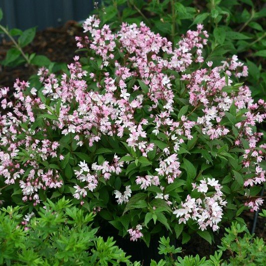 Deutzia x rosea Yuki Cherry Blossom - Companion Plants - Millais