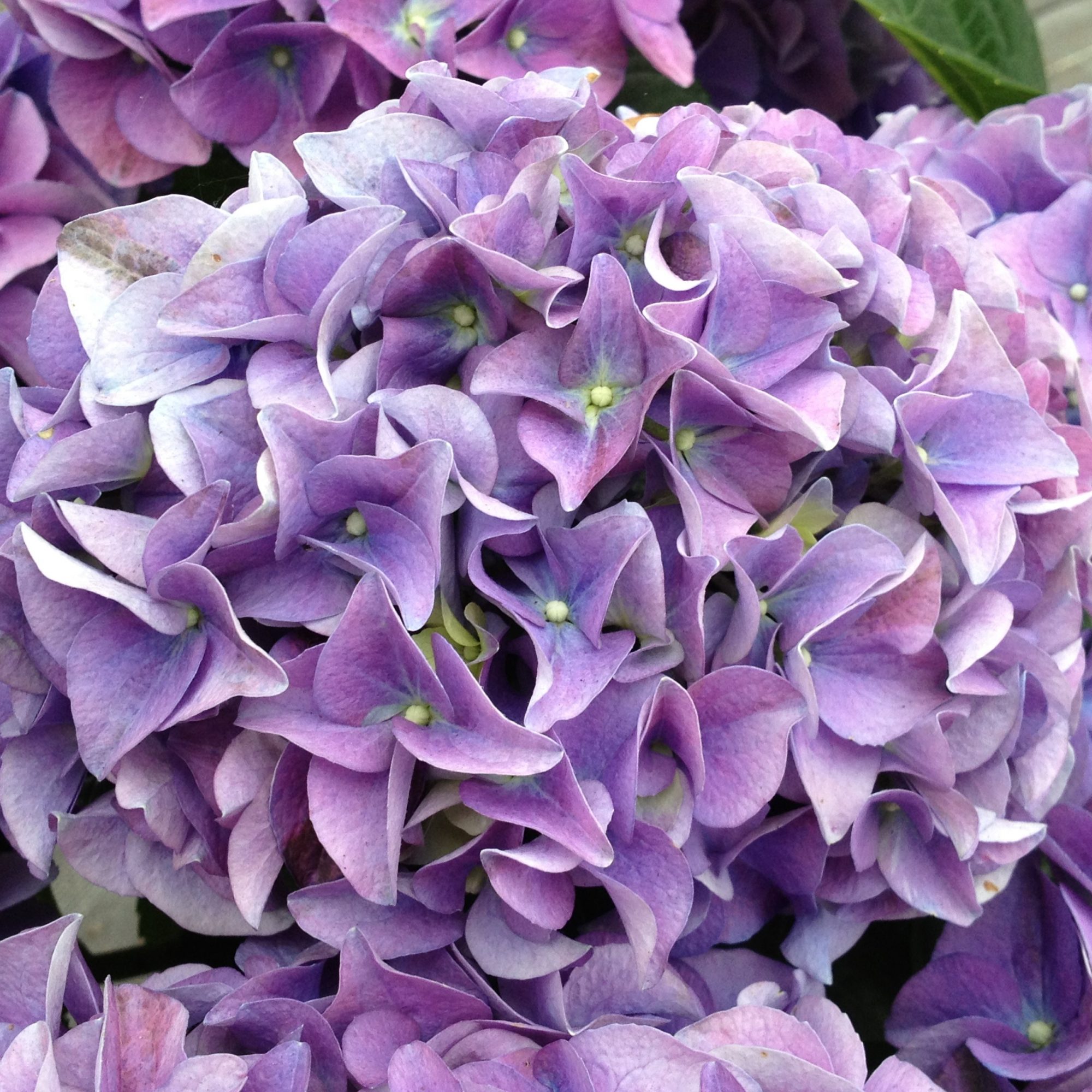Hydrangea macrophylla Bela Blue Choice Plants Millais Nurseries