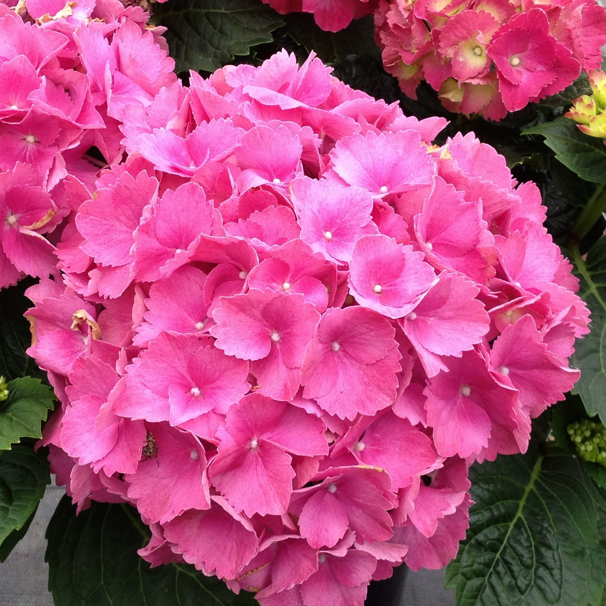 Hydrangea Macrophylla Bela Pink Choice Plants Millais Nurseries