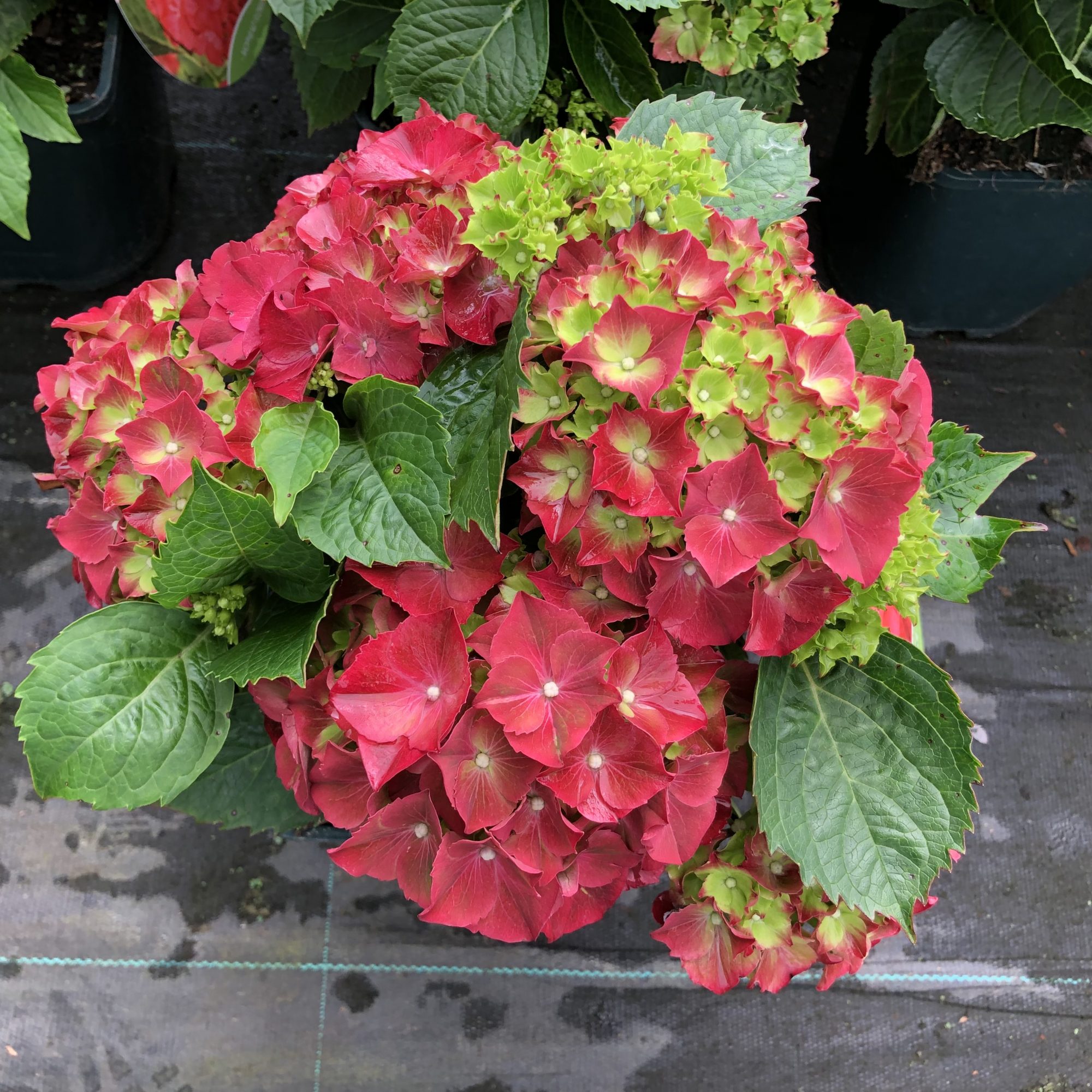 Hydrangea macrophylla Hi Fire Red Choice Plants Millais Nurseries