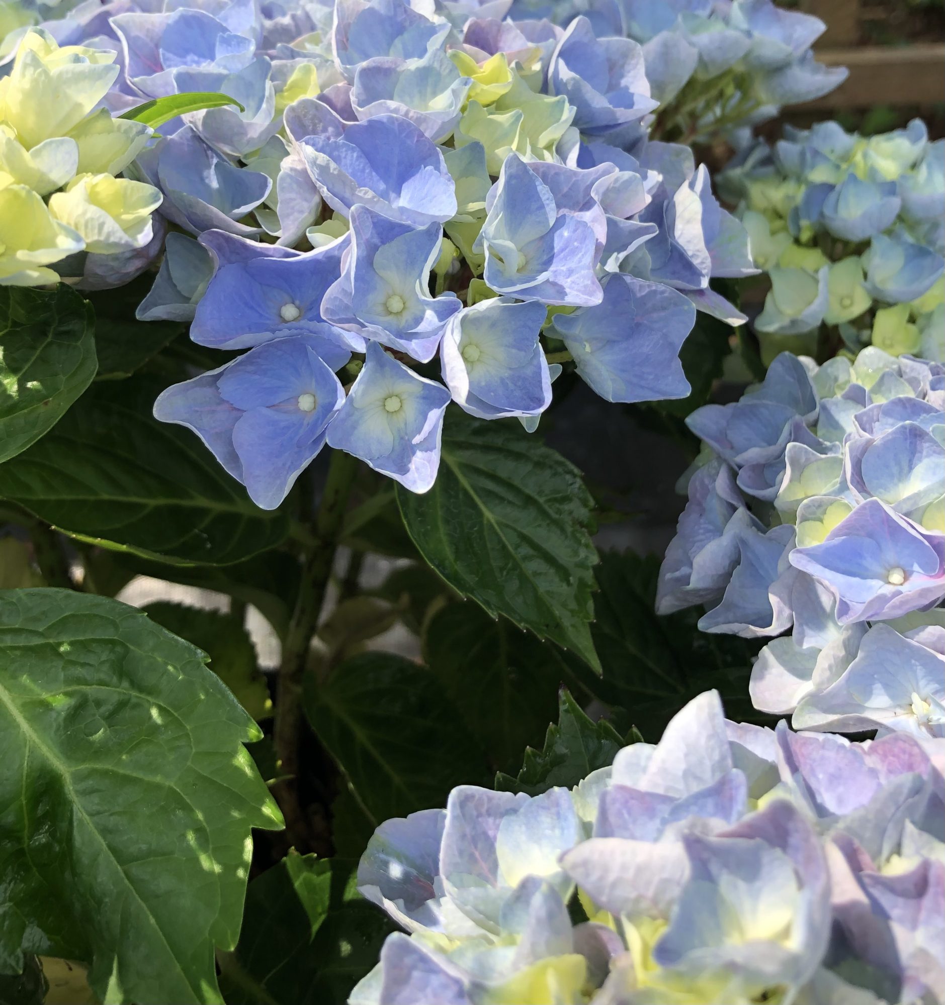 Hydrangea macrophylla Hi River Blue Choice Plants Millais Nurseries