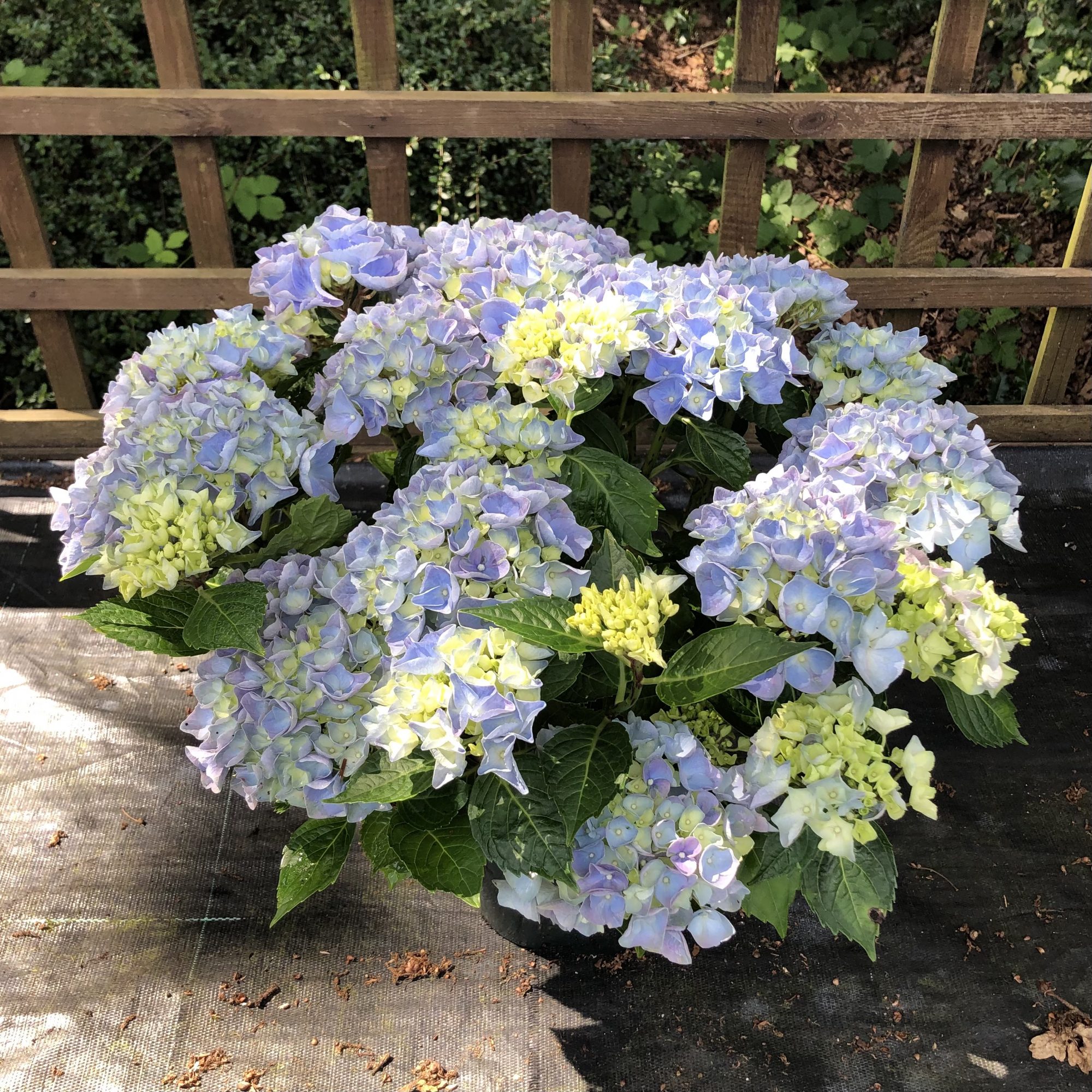Hydrangea macrophylla Hi River Blue Choice Plants Millais Nurseries