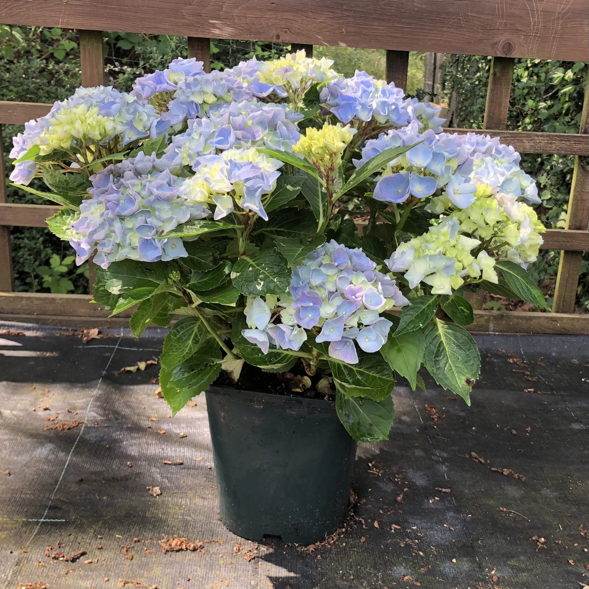 Hydrangea macrophylla Hi River Blue Choice Plants Millais Nurseries