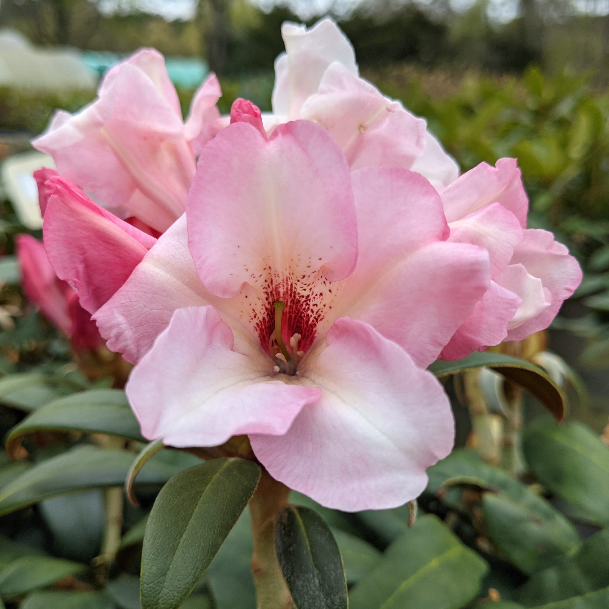 Rhododendron Silver Copper - Compact Rhododendrons - Millais Nurseries