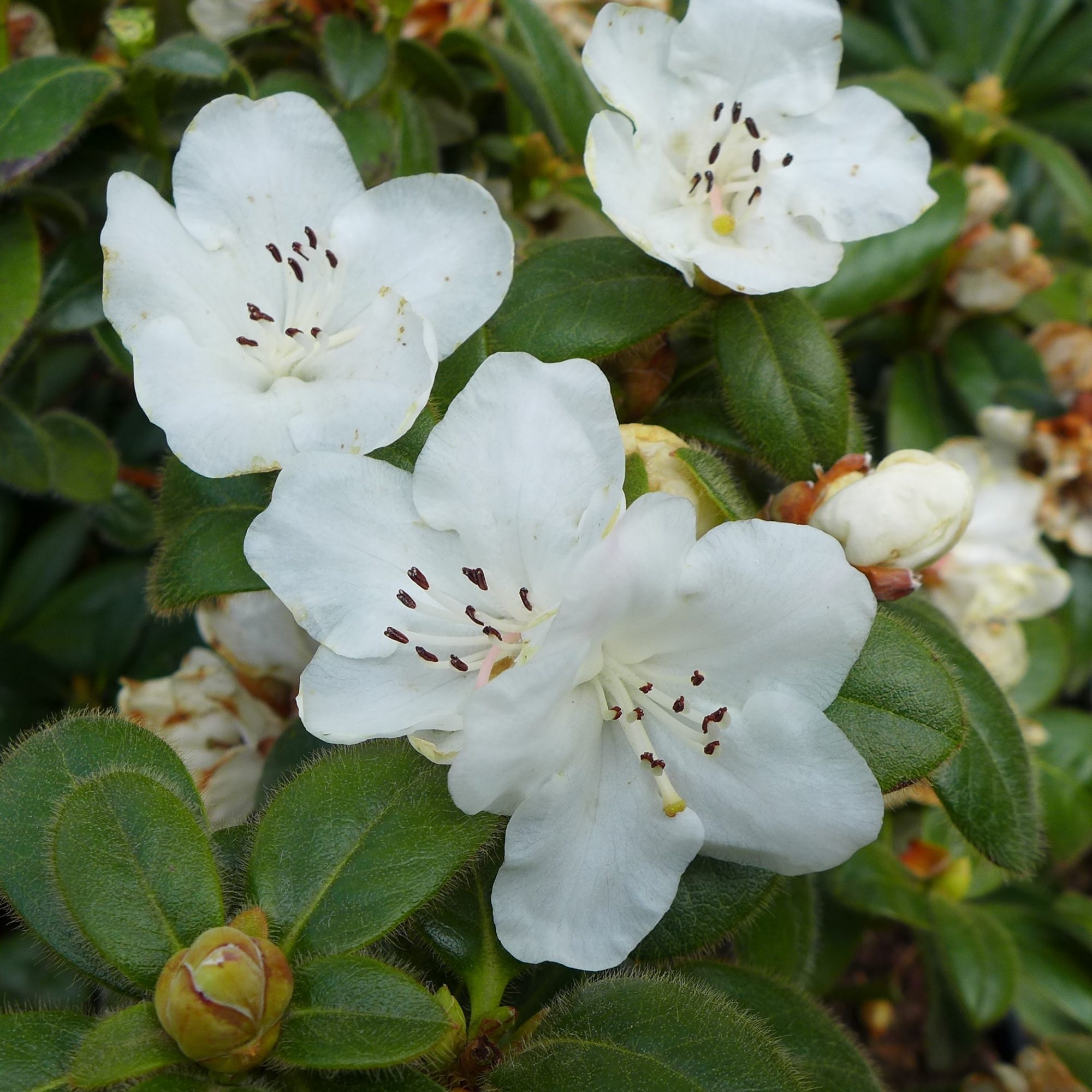 Dwarf Rhododendron Snow Lady - Dwarf Rhododendrons - Millais Nurseries