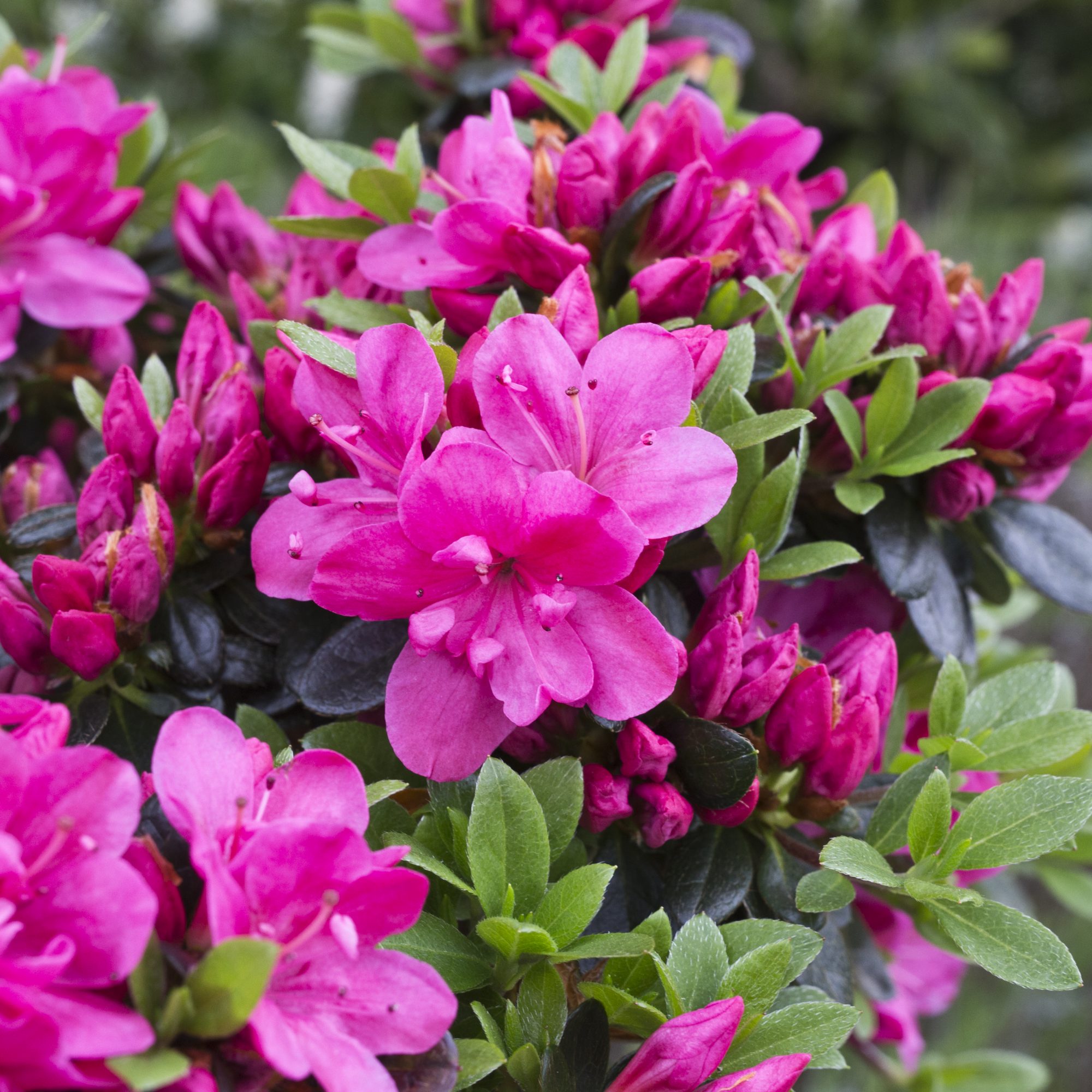 Evergreen azaleas on sale