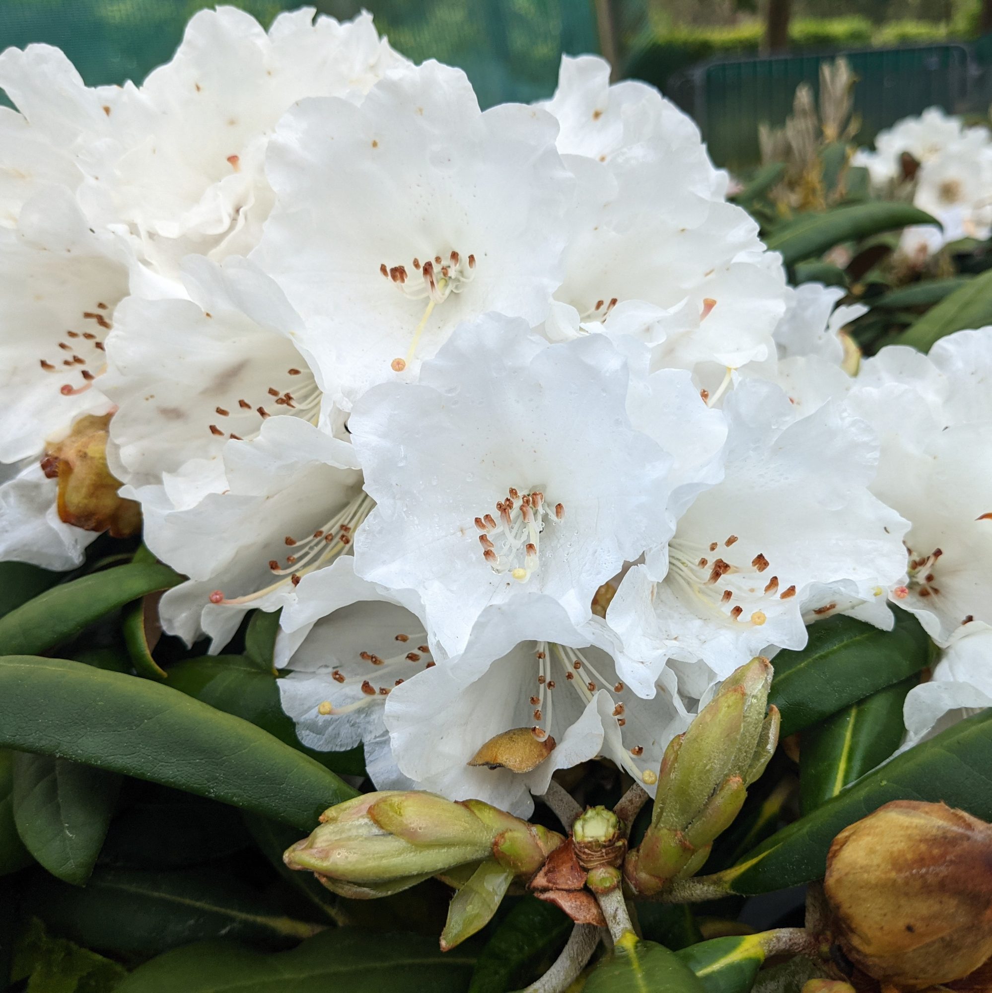 Rhododendron Cunningham White – Lot De 3 Plants – Fleurs Blanches – Persistant – Pot 9 Cm – 25-40 Cm