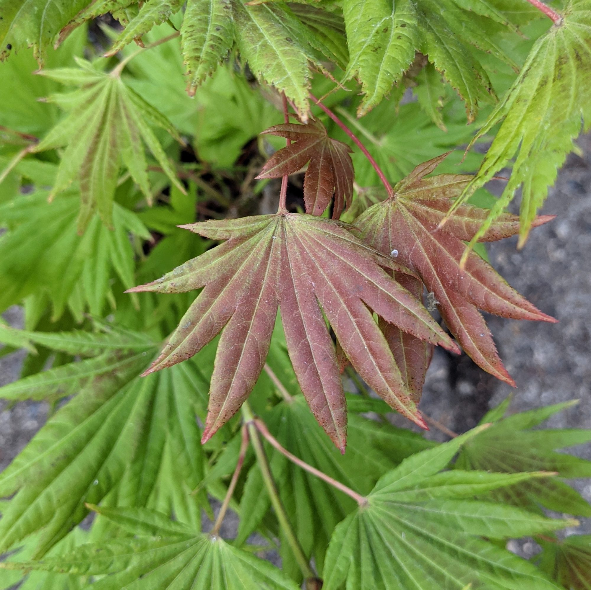 Acer shirasawanum 'Moonrise' Acers Millais Nurseries