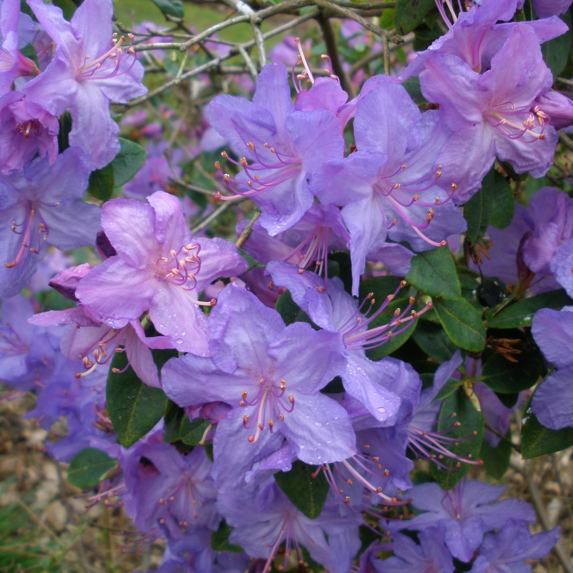 Rhododendron Russautinii Small Leaved Rhododendrons Millais Nurseries