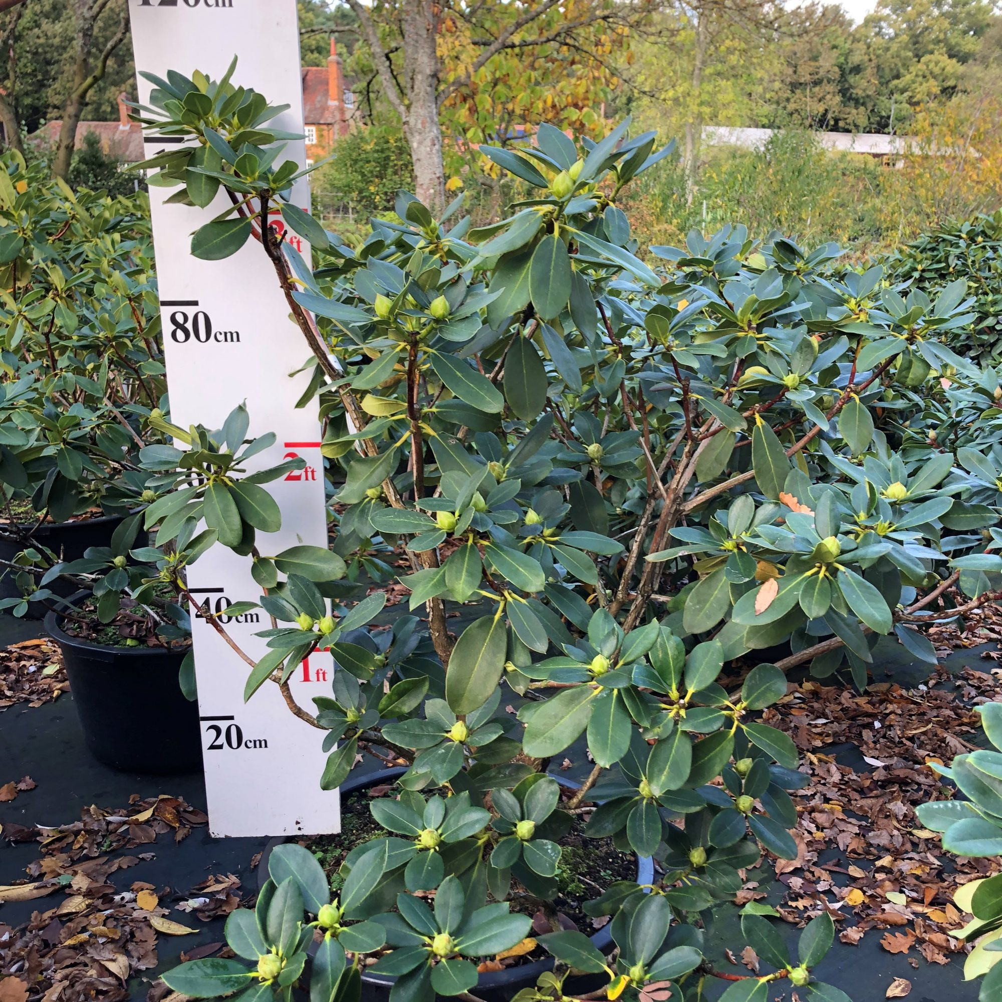 Rhododendron Horizon Monarch - Buy Horizon Monarch Rhododendrons