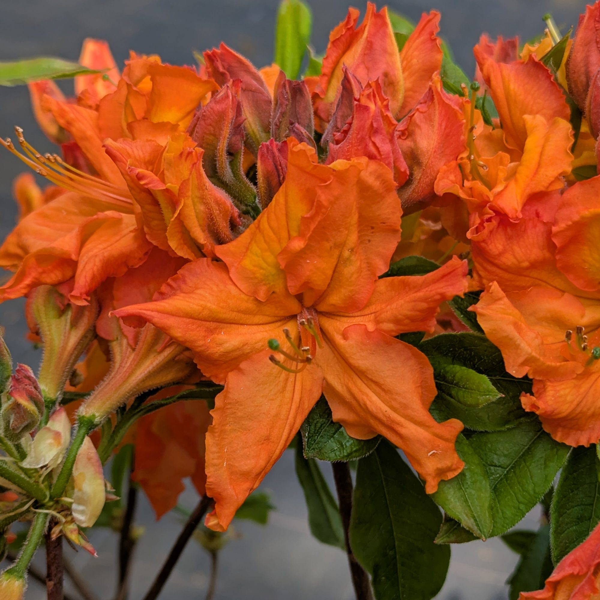 Ginger Deciduous Azalea Buy Rhododendron Ginger online Millais