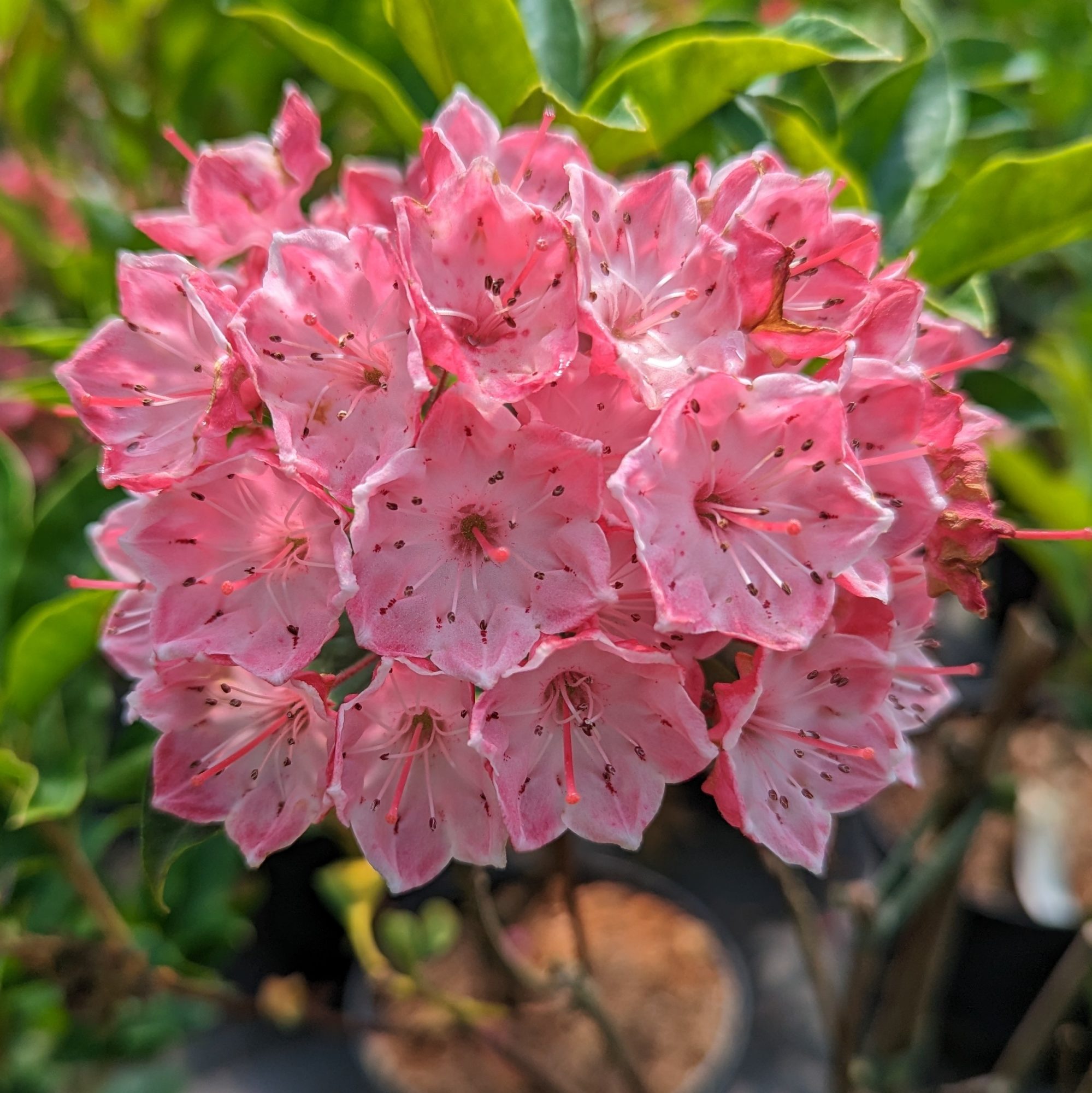 Image of Kalmia latifolia ericaceous plant