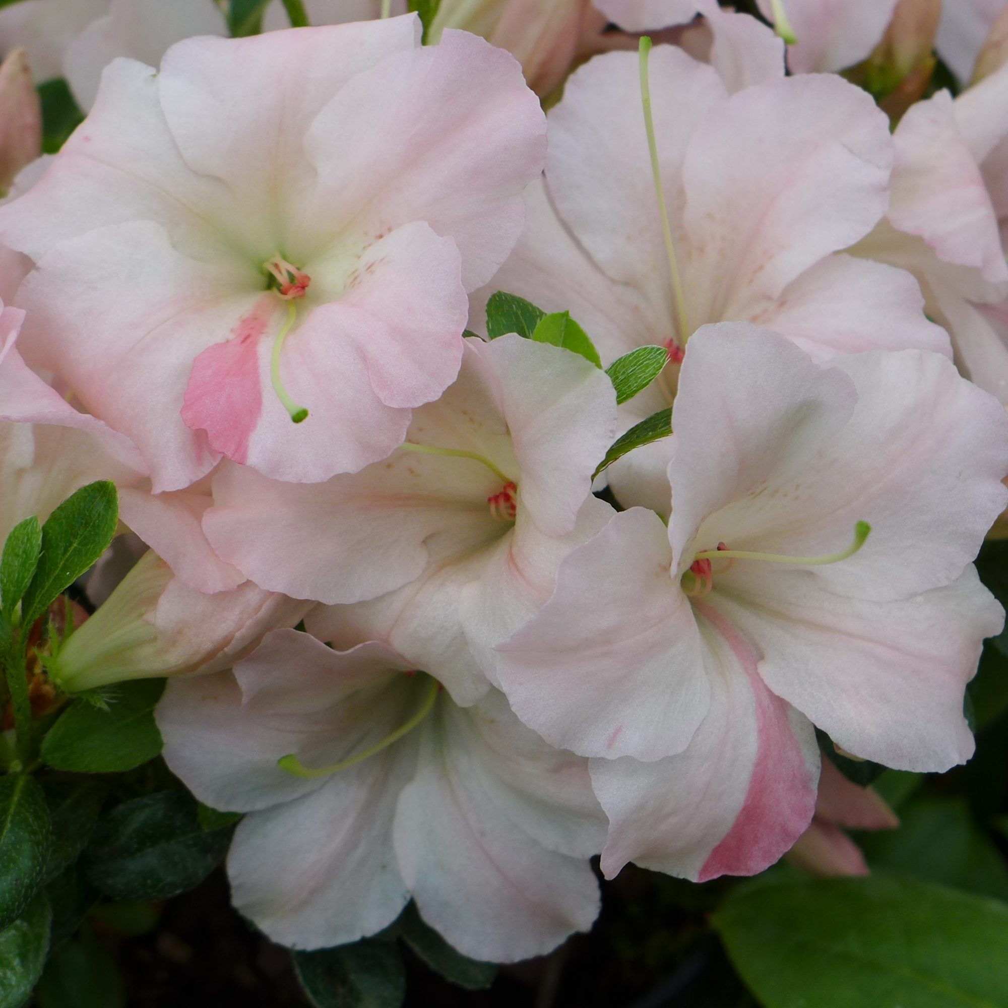 Evergreen Azalea Sir Robert Evergreen Azaleas Millais Nurseries