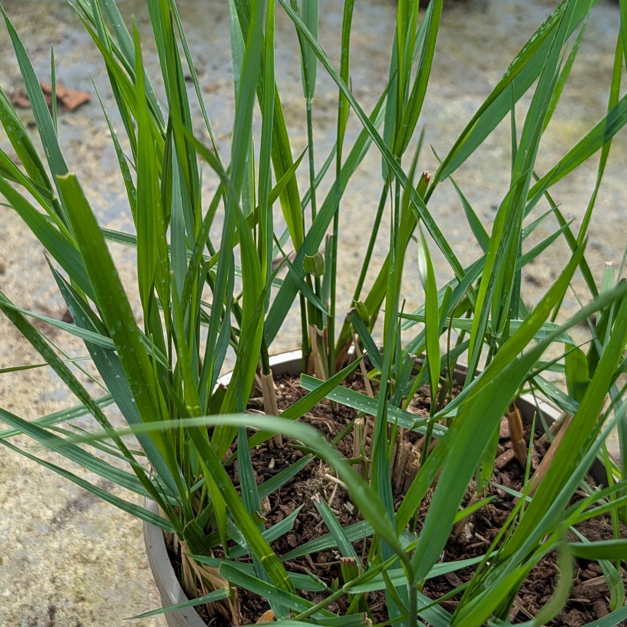 Calamagrostis × acutiflora 'Karl Foerster' AGM - Companion Plants ...