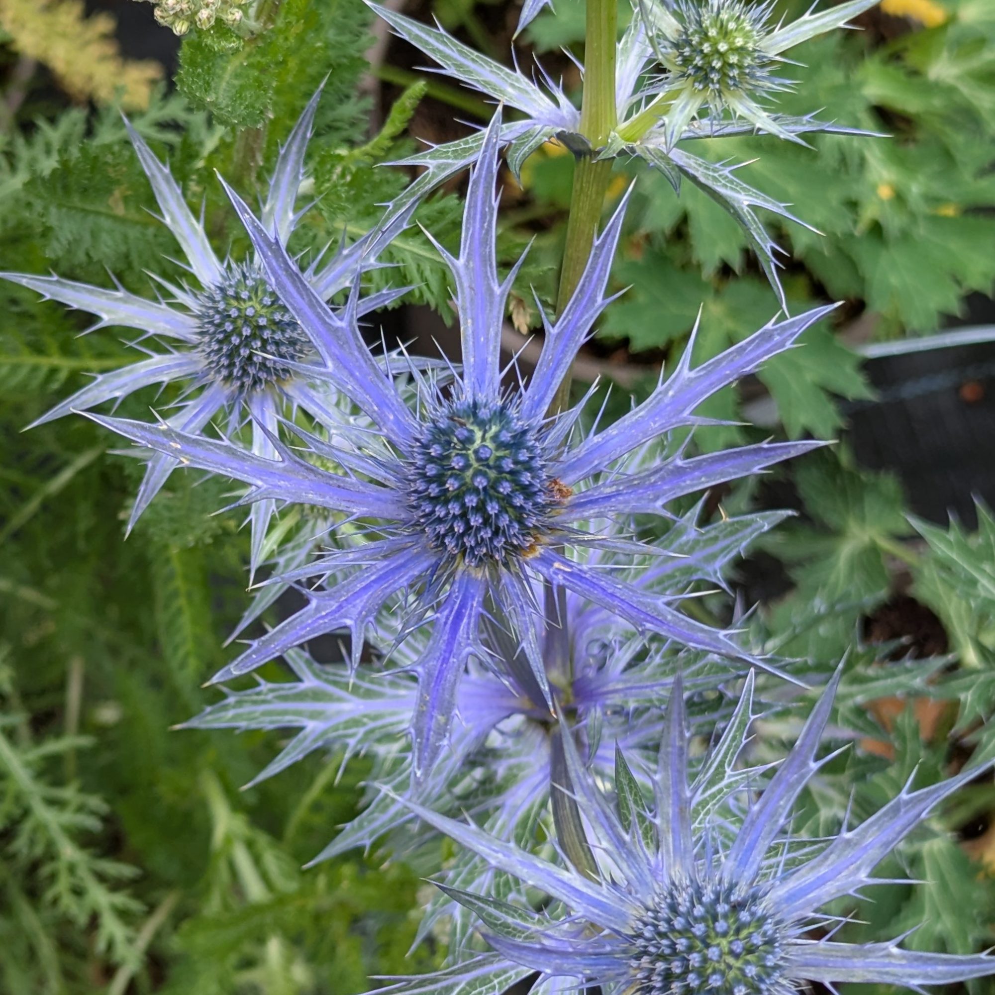 7+ Blue Spiky Flower Eryngium Big Blue AGM - Companion Plants - Millais Nurseries