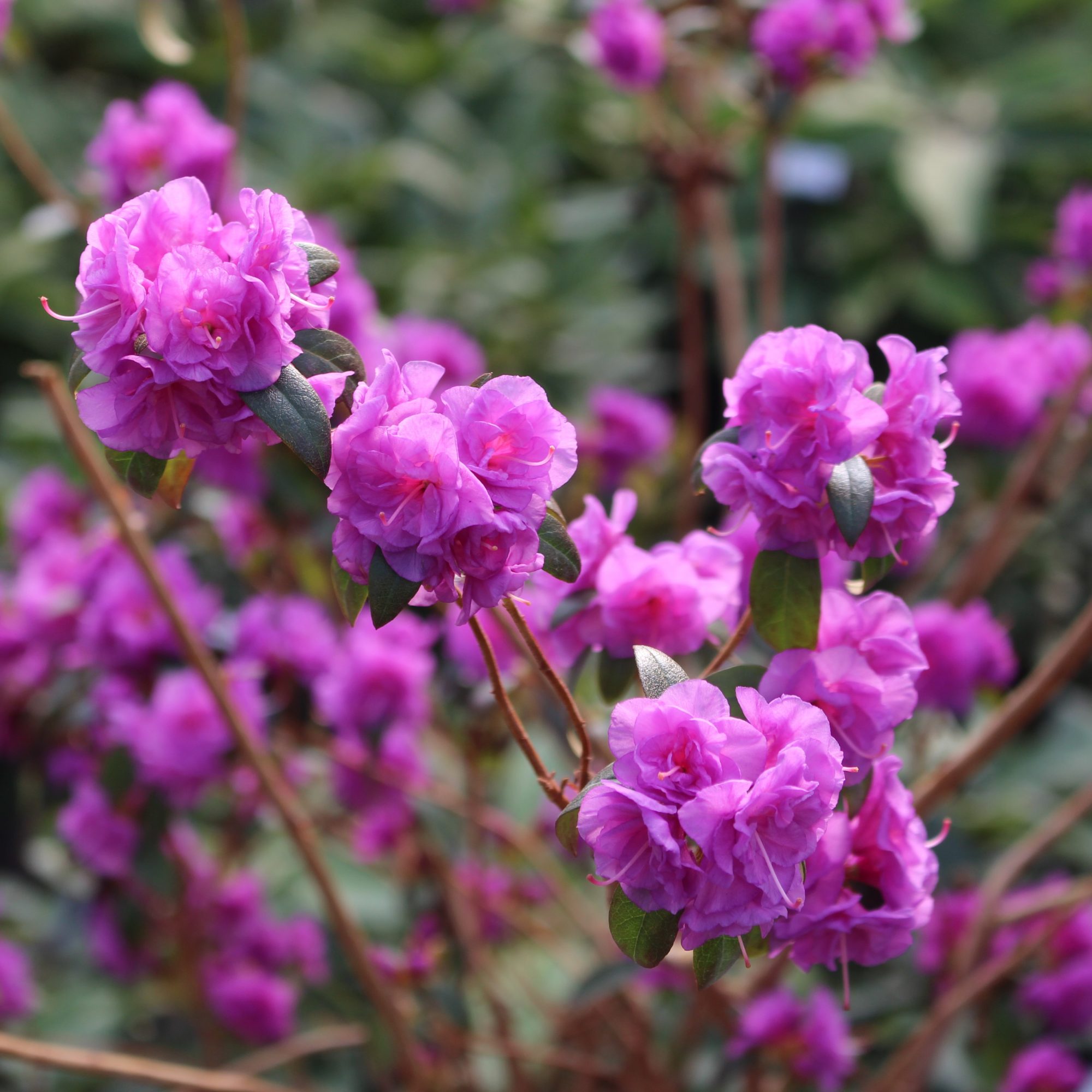 Rhododendron April Rose - Small Leaved Rhododendrons - Millais Nurseries